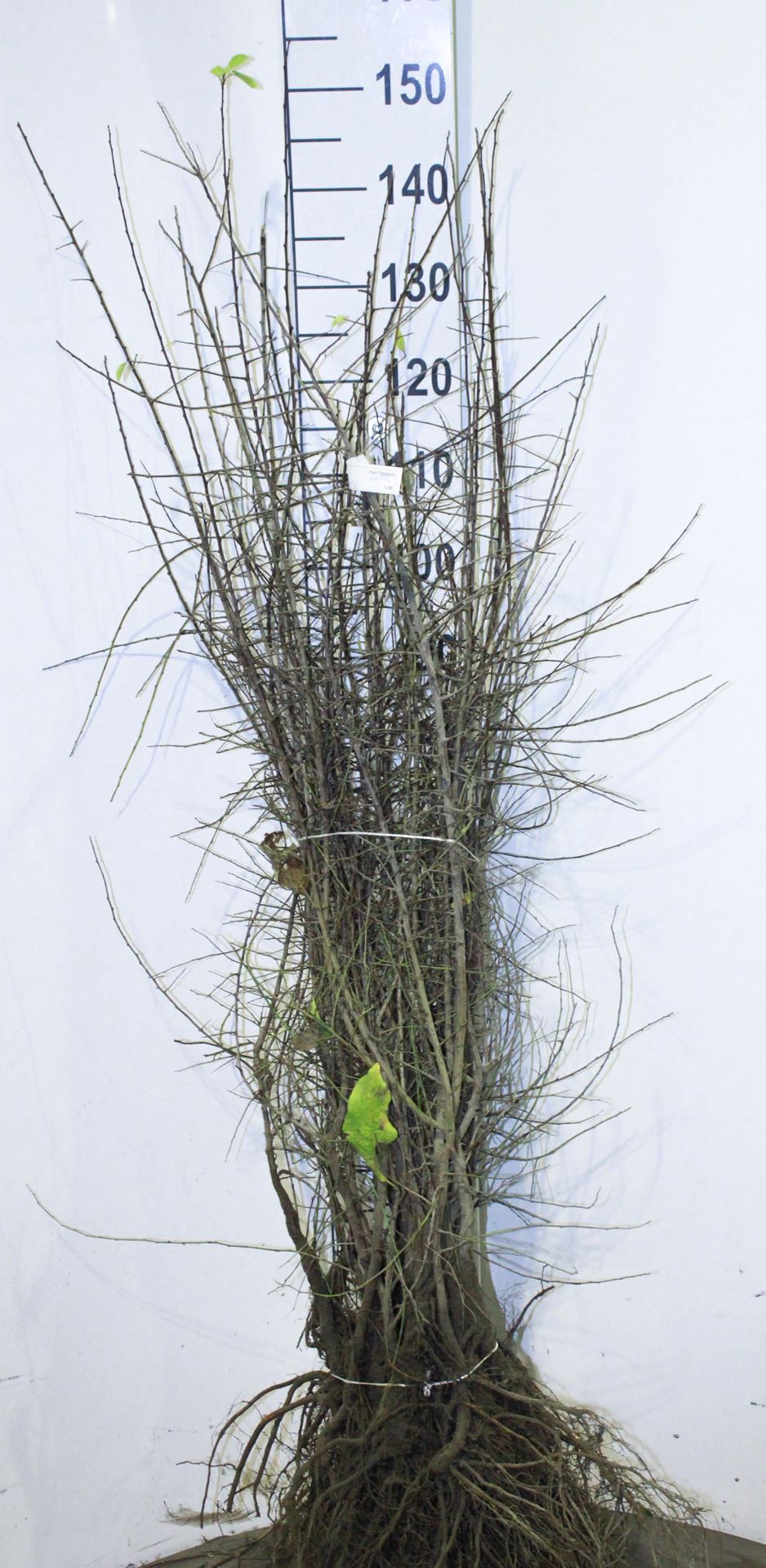 Prunus spinosa - blote wortel - 90-120 cm afbeelding