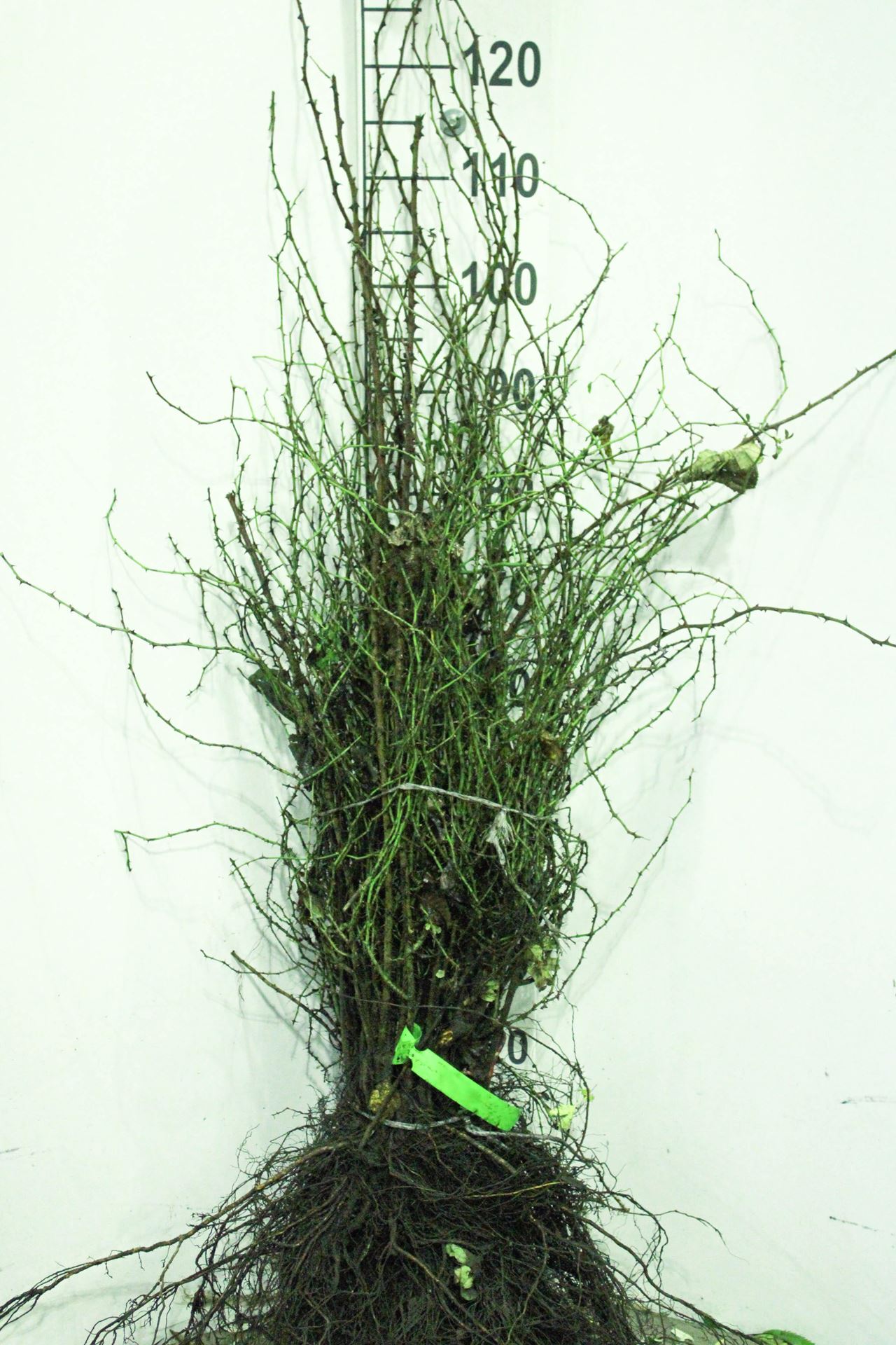 Rosa rubiginosa - blote wortel - 60-90 cm afbeelding