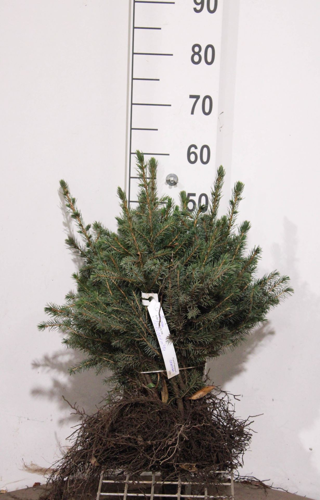 Picea omorika - blote wortel - 30-40 cm - Servische spar / Omorika-spar afbeelding