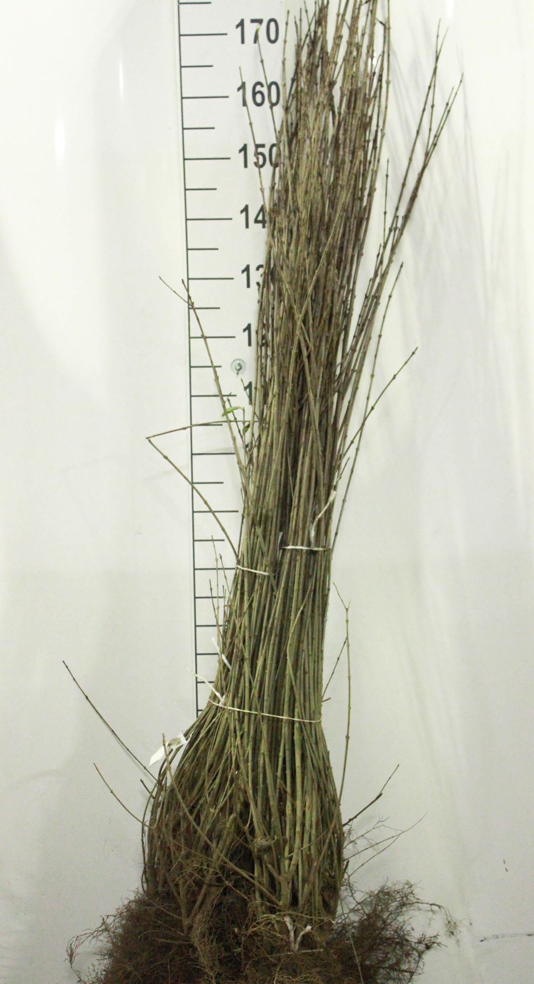 Ligustrum vulgare - blote wortel - 100-125 cm - 5-7 takken afbeelding