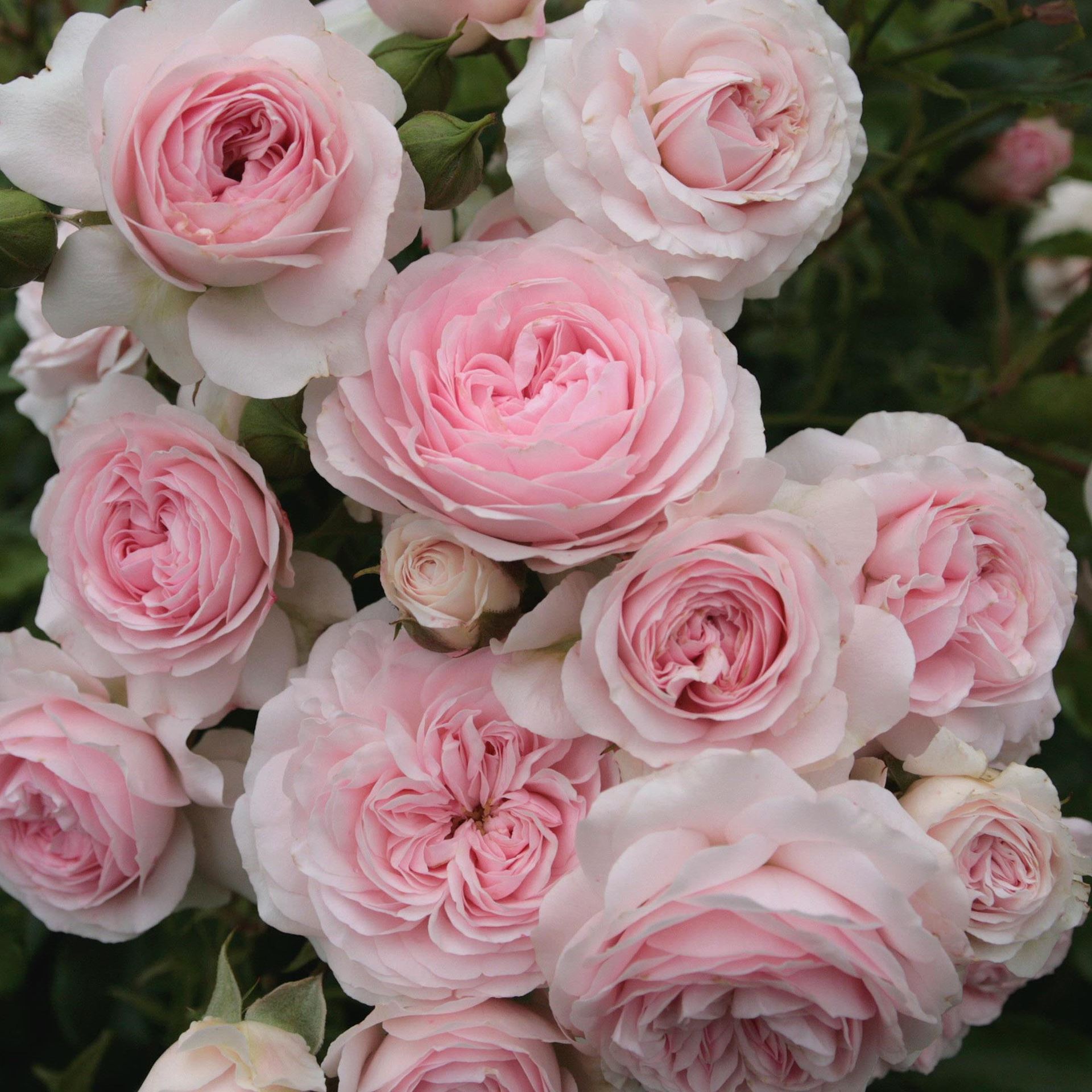 Rosa'Kordodo'(Larissa) - blote wortel afbeelding
