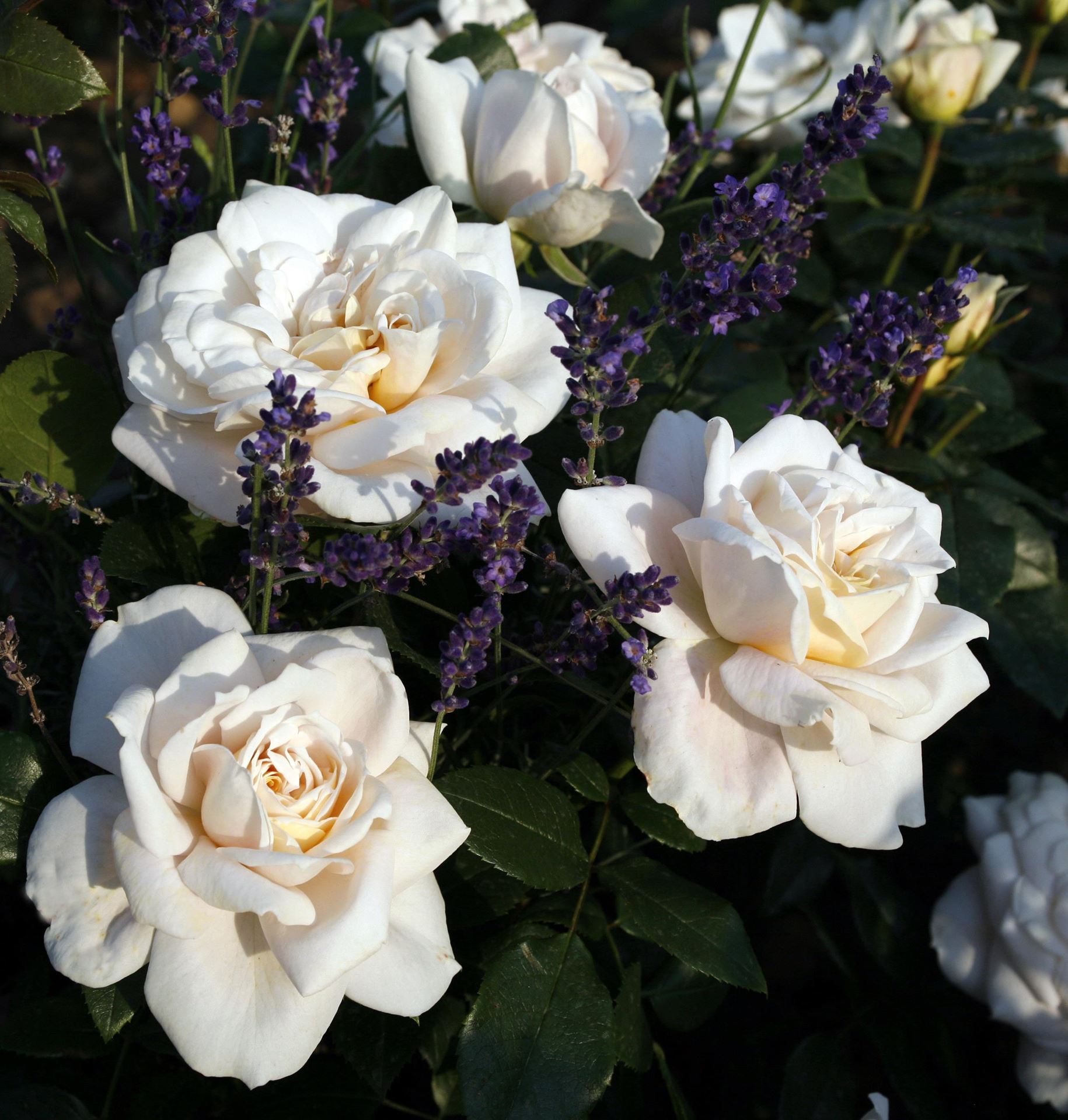 Rosa'Korvanaber'(Lions Rose) - blote wortel afbeelding