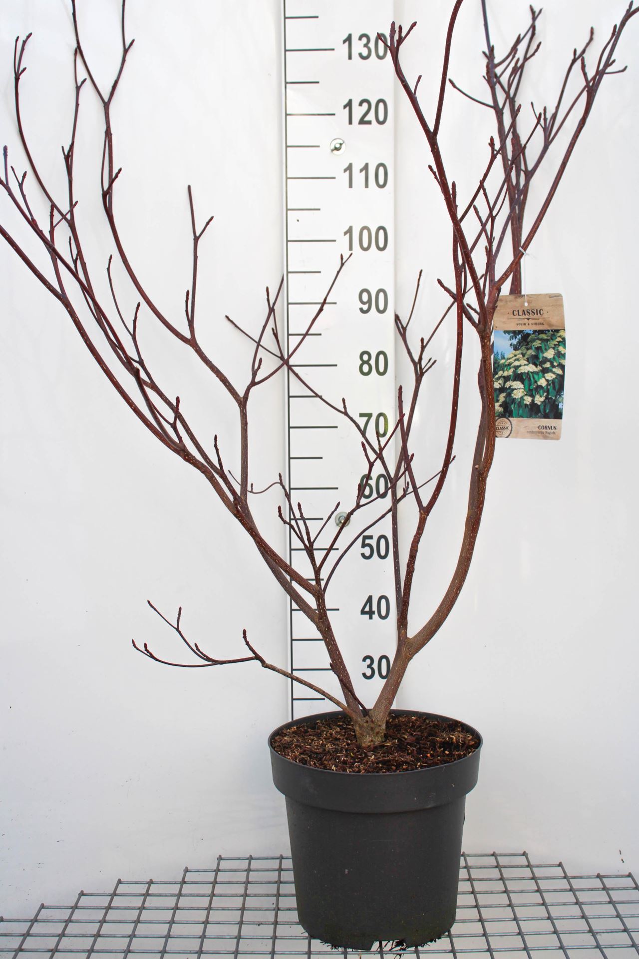Cornus controversa'Pagoda'- pot 12L - 100-125 cm afbeelding