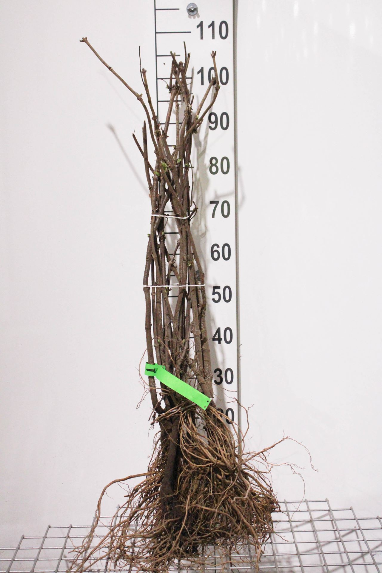 Sambucus racemosa - blote wortel - 60-90 cm afbeelding