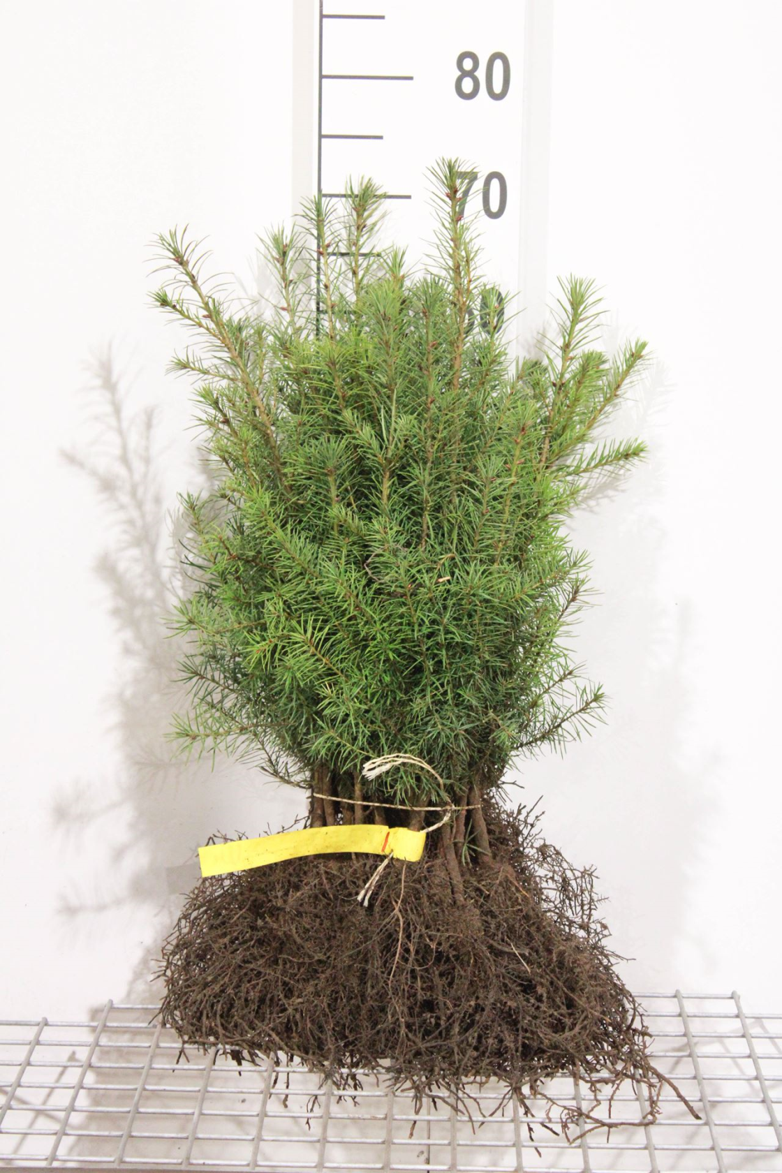 Pseudotsuga menziesii - blote wortel - 40-60 cm - afbeelding