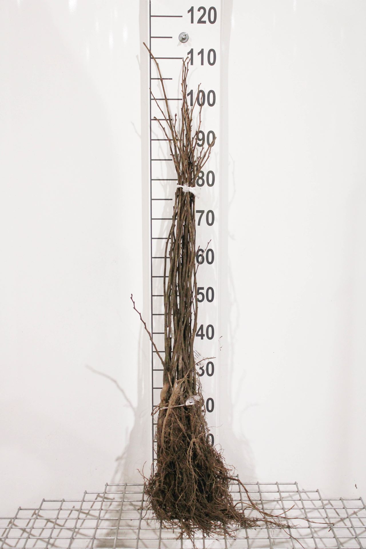 Ulmus glabra - blote wortel - 60-100 cm afbeelding