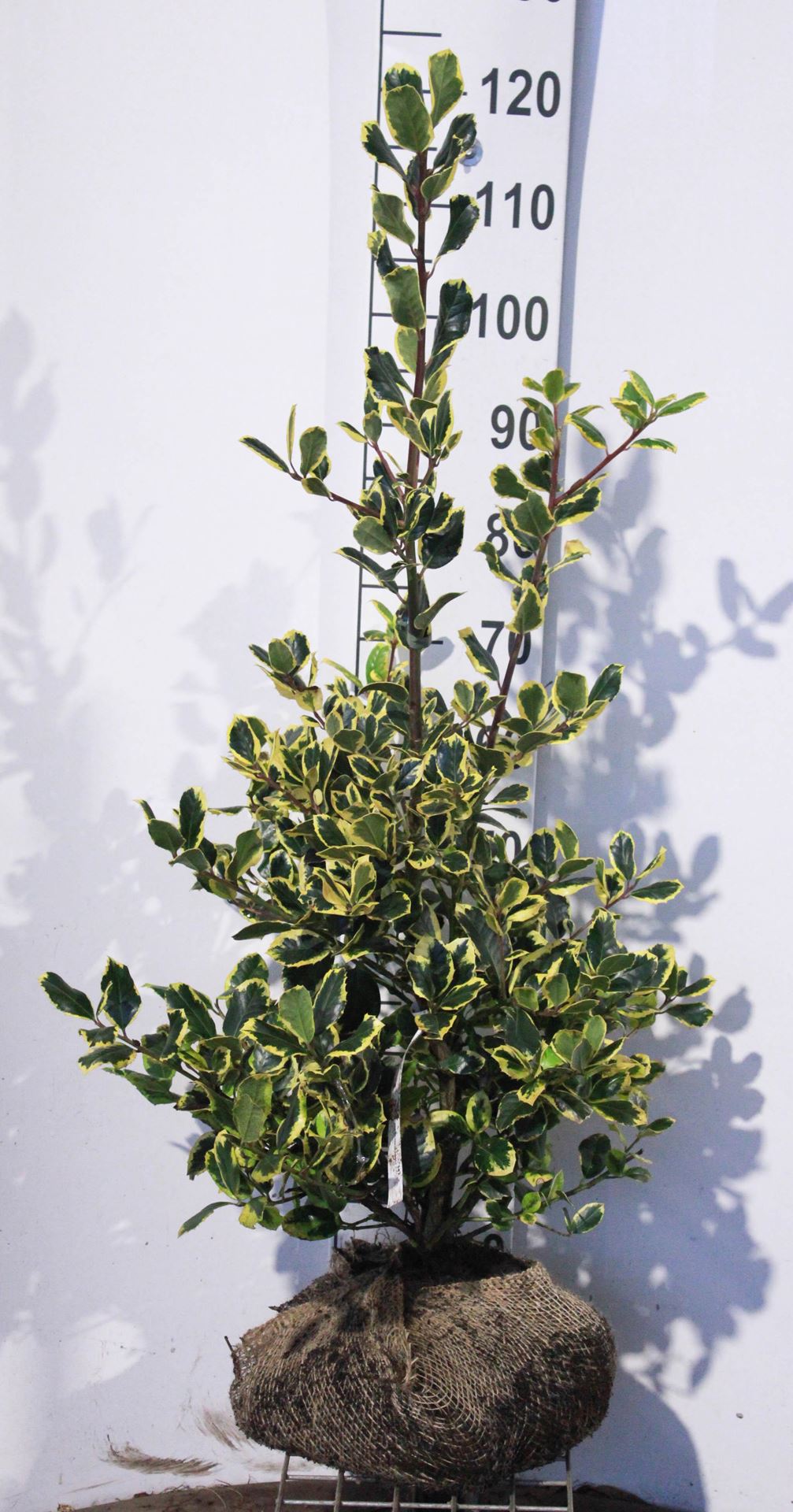 Ilex x altaclerensis'Golden King'- aardekluit - 80-100 cm afbeelding