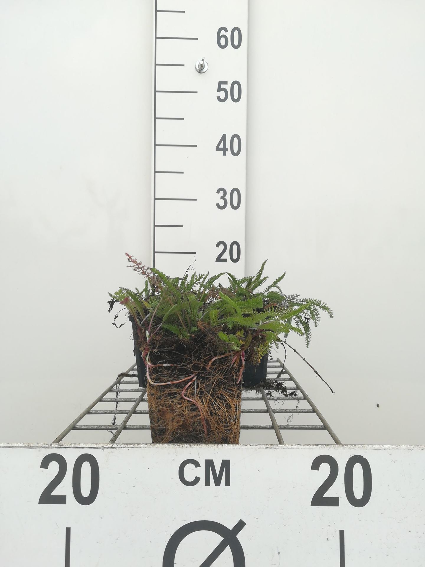 Achillea millefolium'Cerise Queen'- pot 9x9 cm (Duizendblad'Cerise Queen') - Duizendblad'Cerise Queen' afbeelding