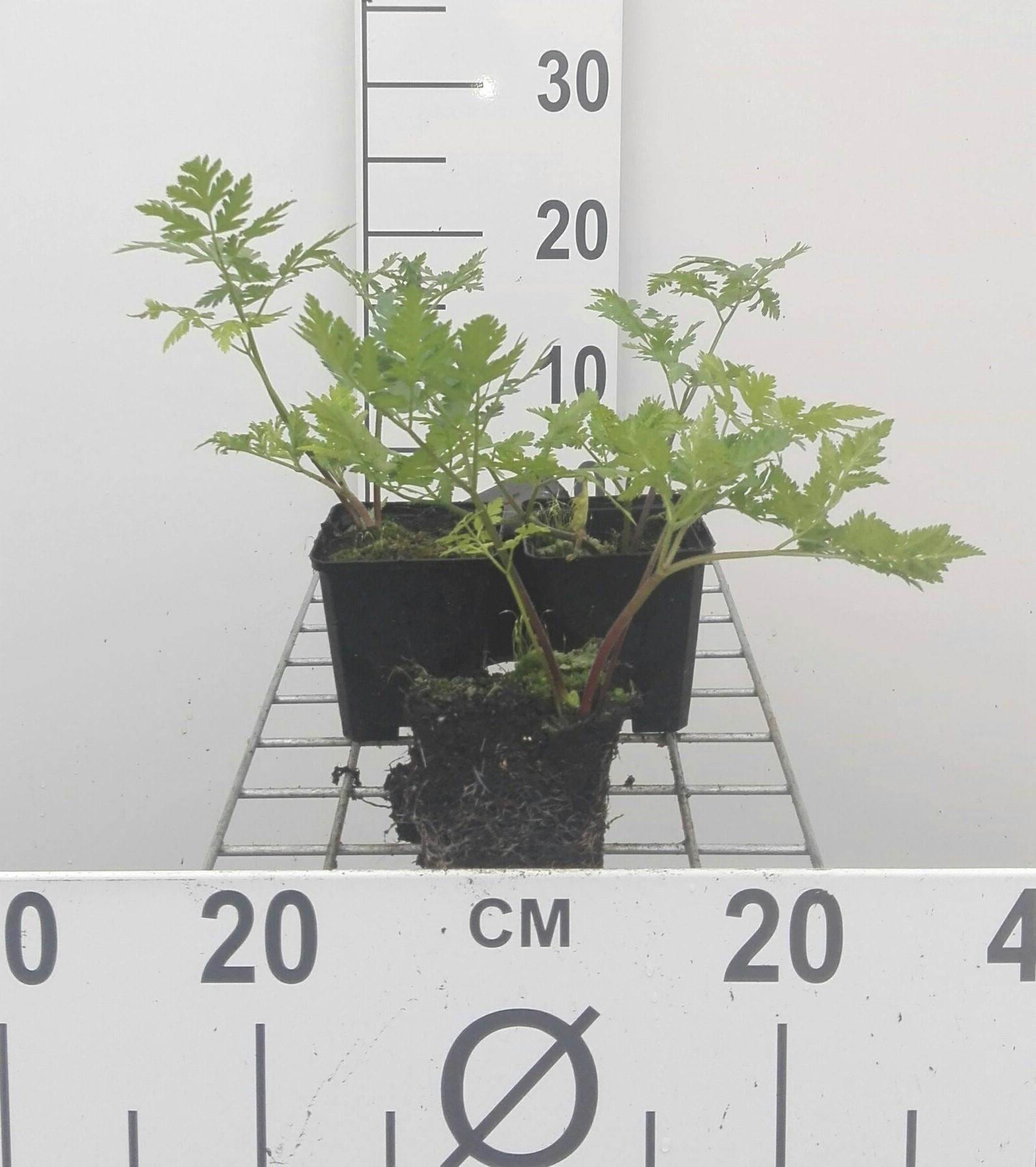 Myrrhis odorata - pot 9x9 cm (Roomse Kervel /'Doorlevende Kervel') - Roomse kervel afbeelding