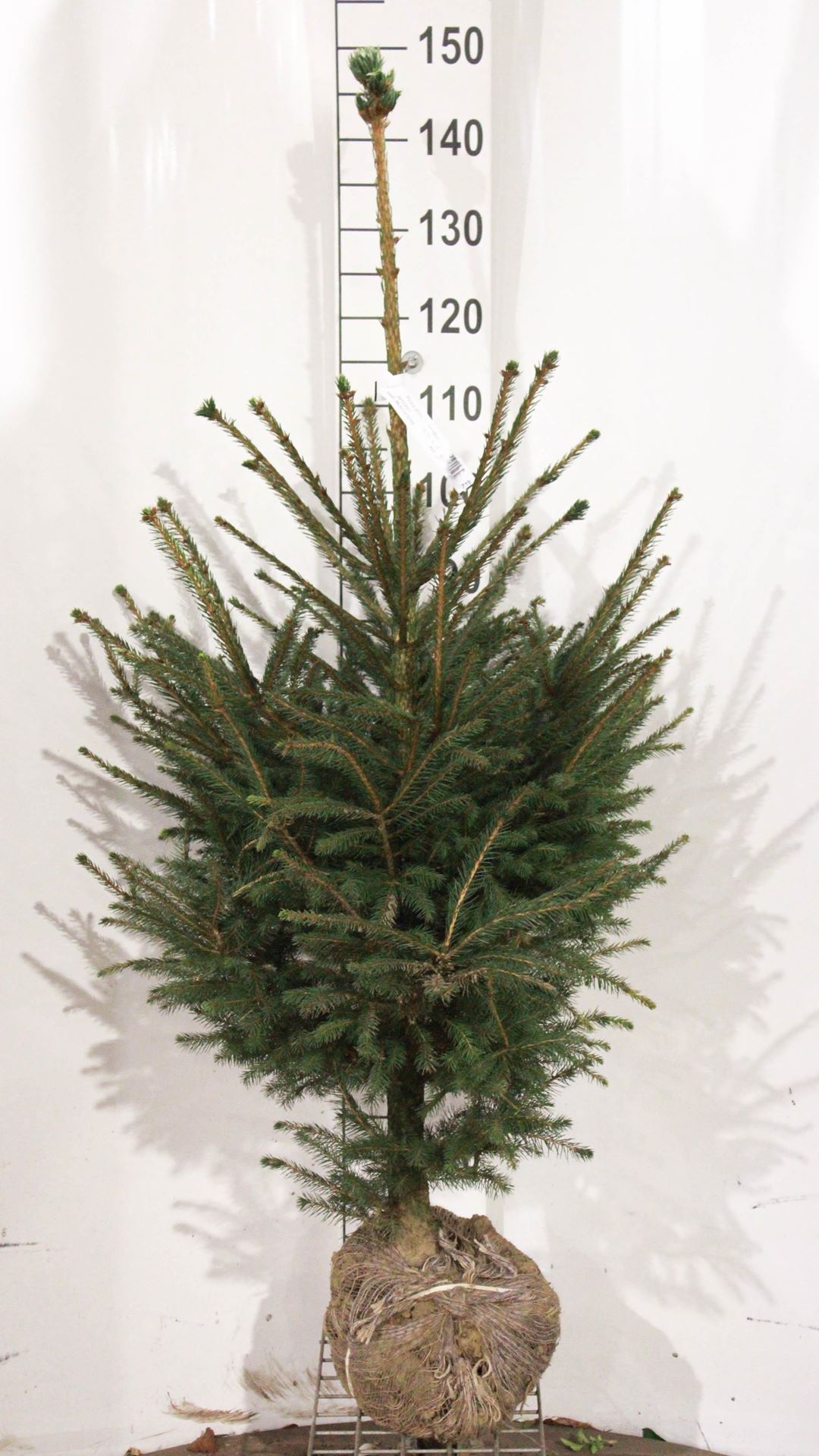 Picea abies - aardekluit - 125-150 cm afbeelding