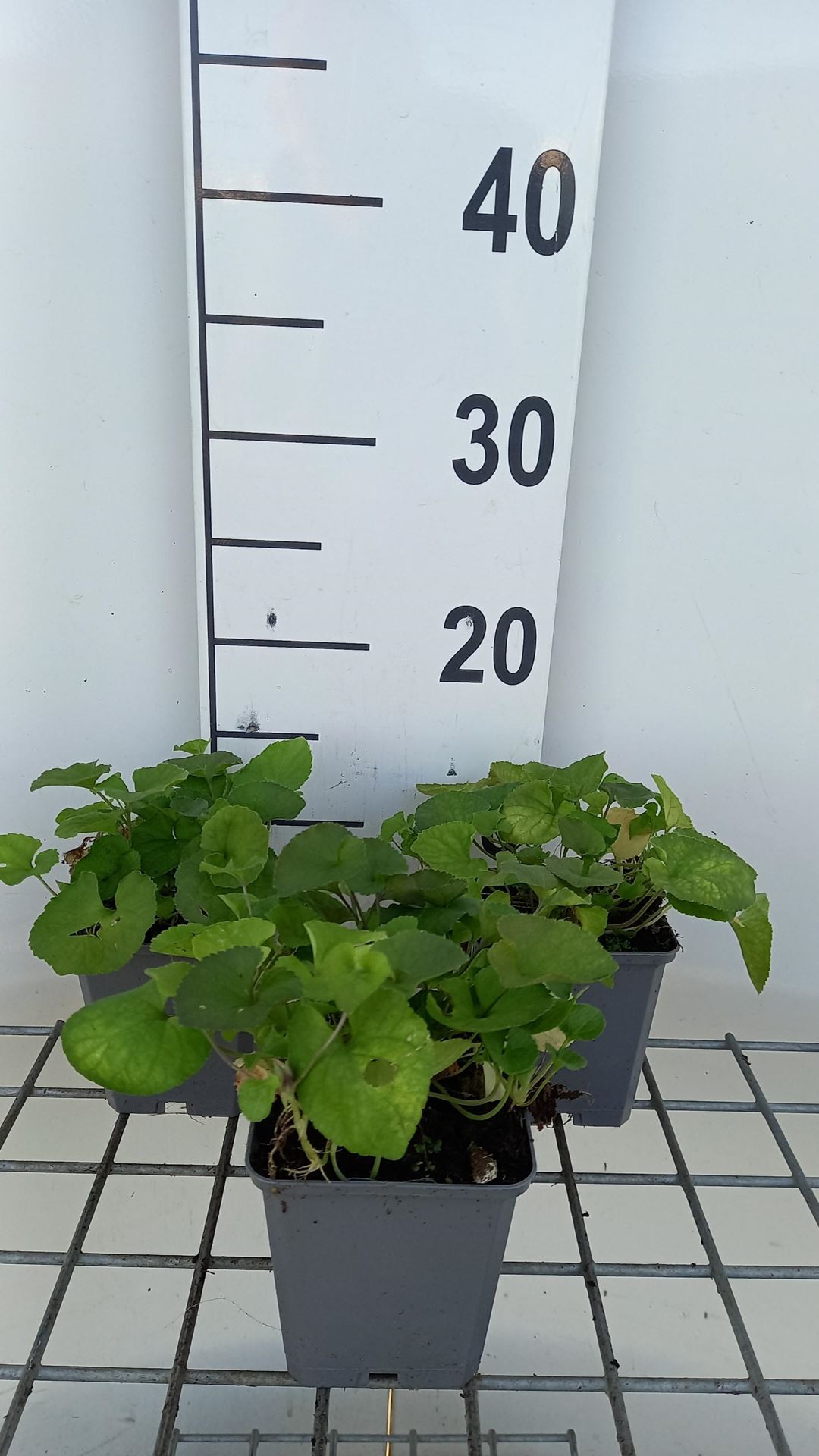 Viola odorata - pot 9x9 cm (Maarts viooltje) - Maarts viooltje / Welriekend viooltje afbeelding