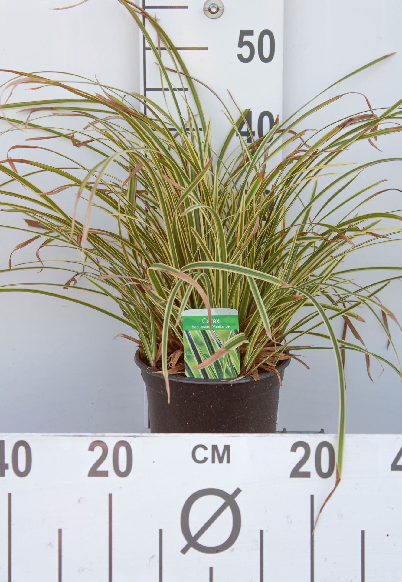 Carex morrowii'Vanilla Ice'- pot 3L afbeelding