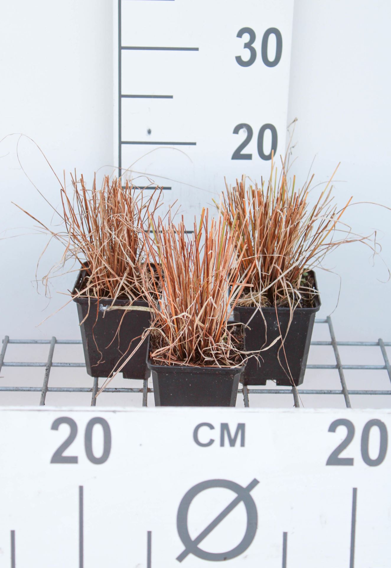 Carex howardii'Phoenix Green'- pot 9x9 cm afbeelding