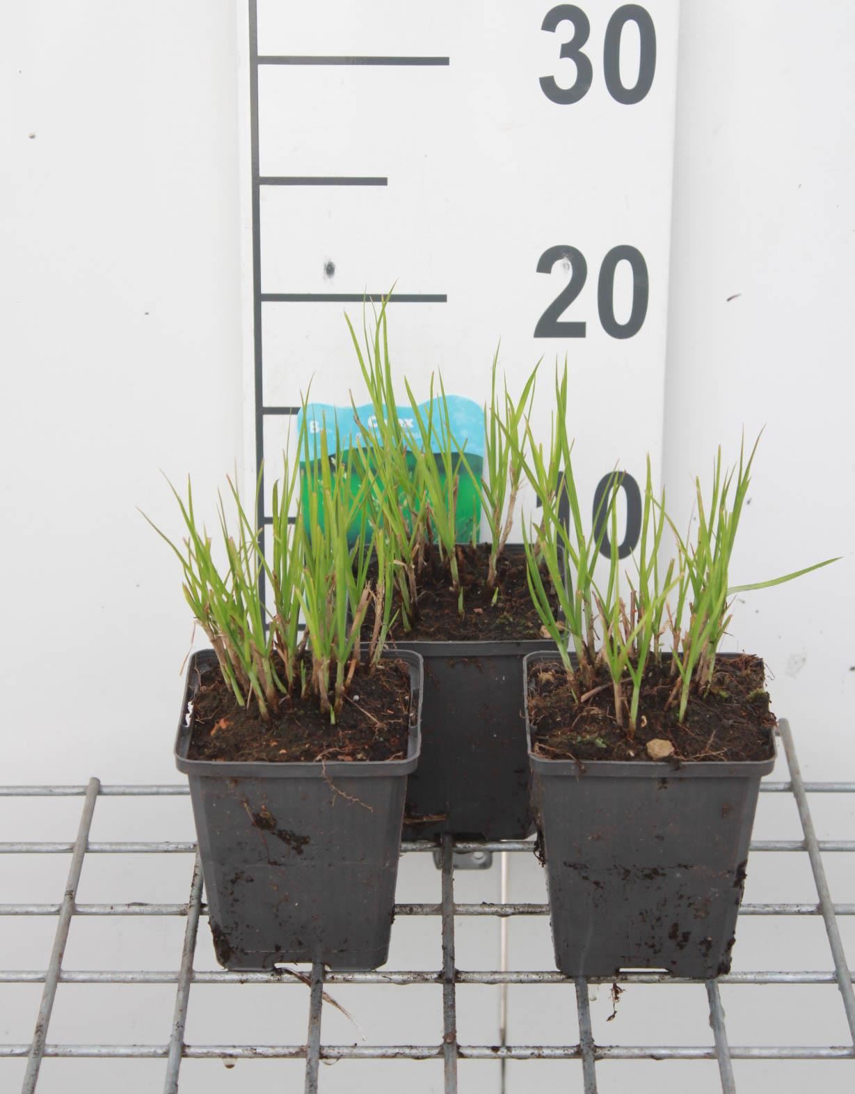 Carex muskingumensis - pot 9x9 cm afbeelding