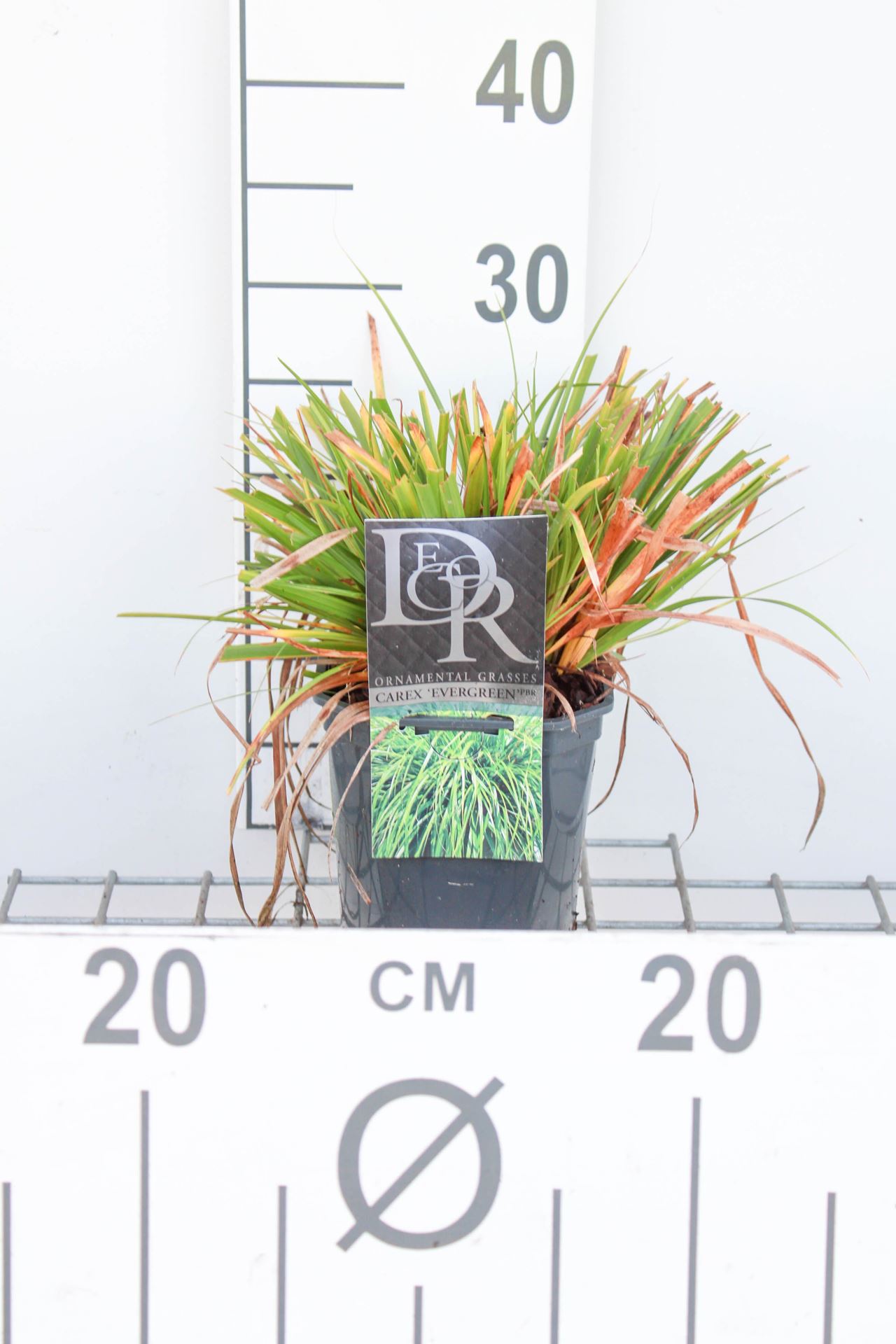 Carex oshimensis 'Evergreen' - pot 3L