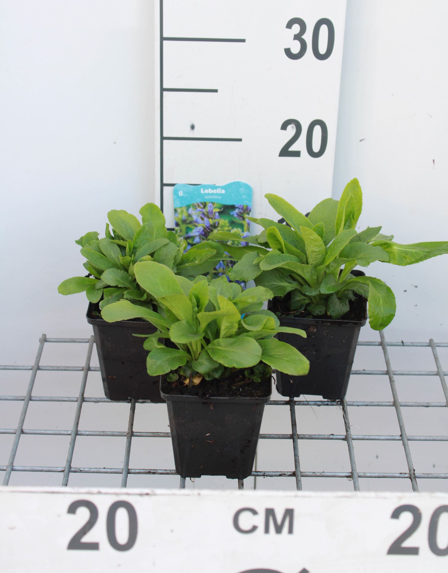 Lobelia siphilitica - pot 9x9 cm afbeelding