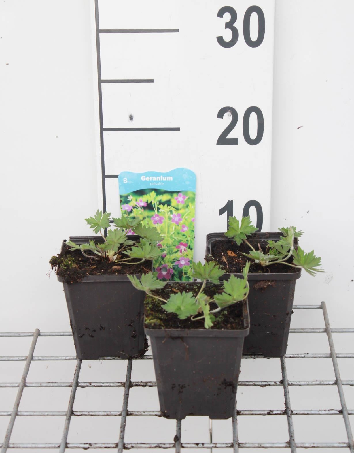 Geranium palustre - pot 9x9 cm afbeelding