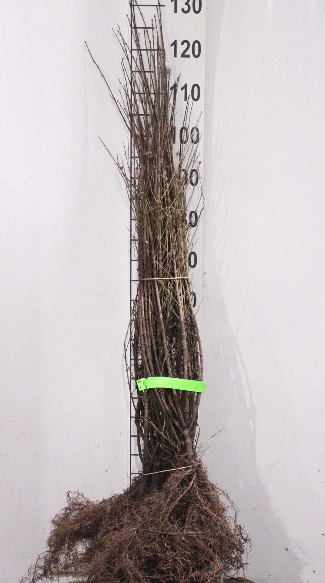 Ligustrum vulgare'Lodense'- blote wortel - 40-60 cm - 5-7 takken afbeelding