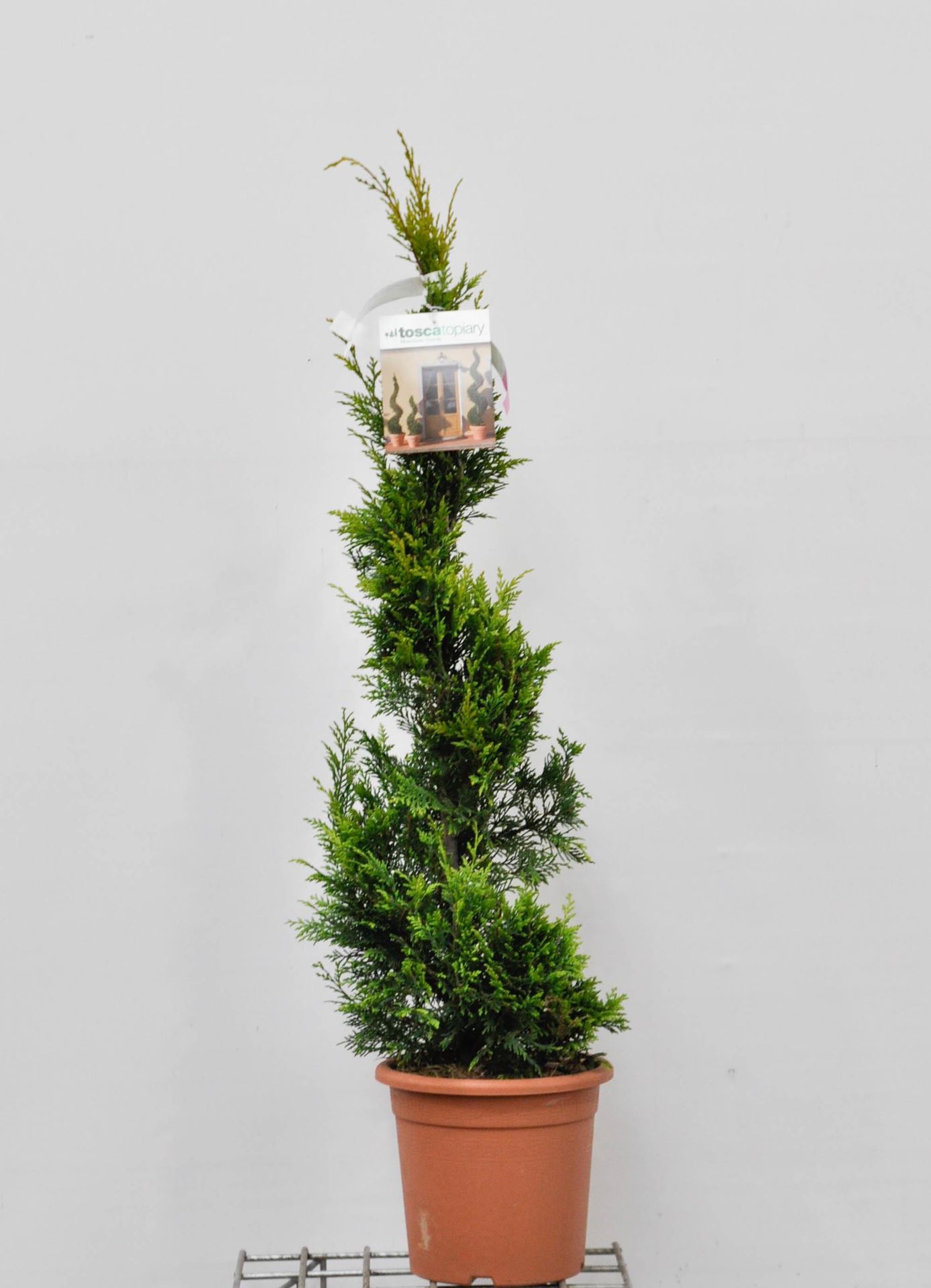 x Cupressocyparis leylandii'Gold Rider'- pot 9L - spiraalvorm afbeelding