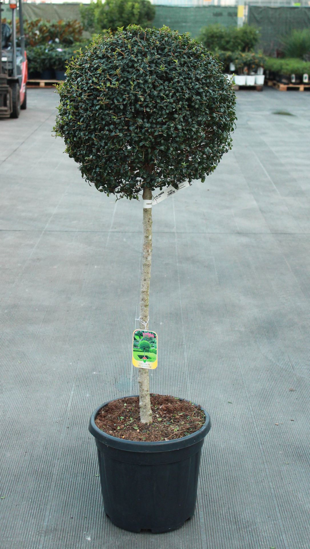Ligustrum delavayanum - pot 30L - halfstam boom afbeelding