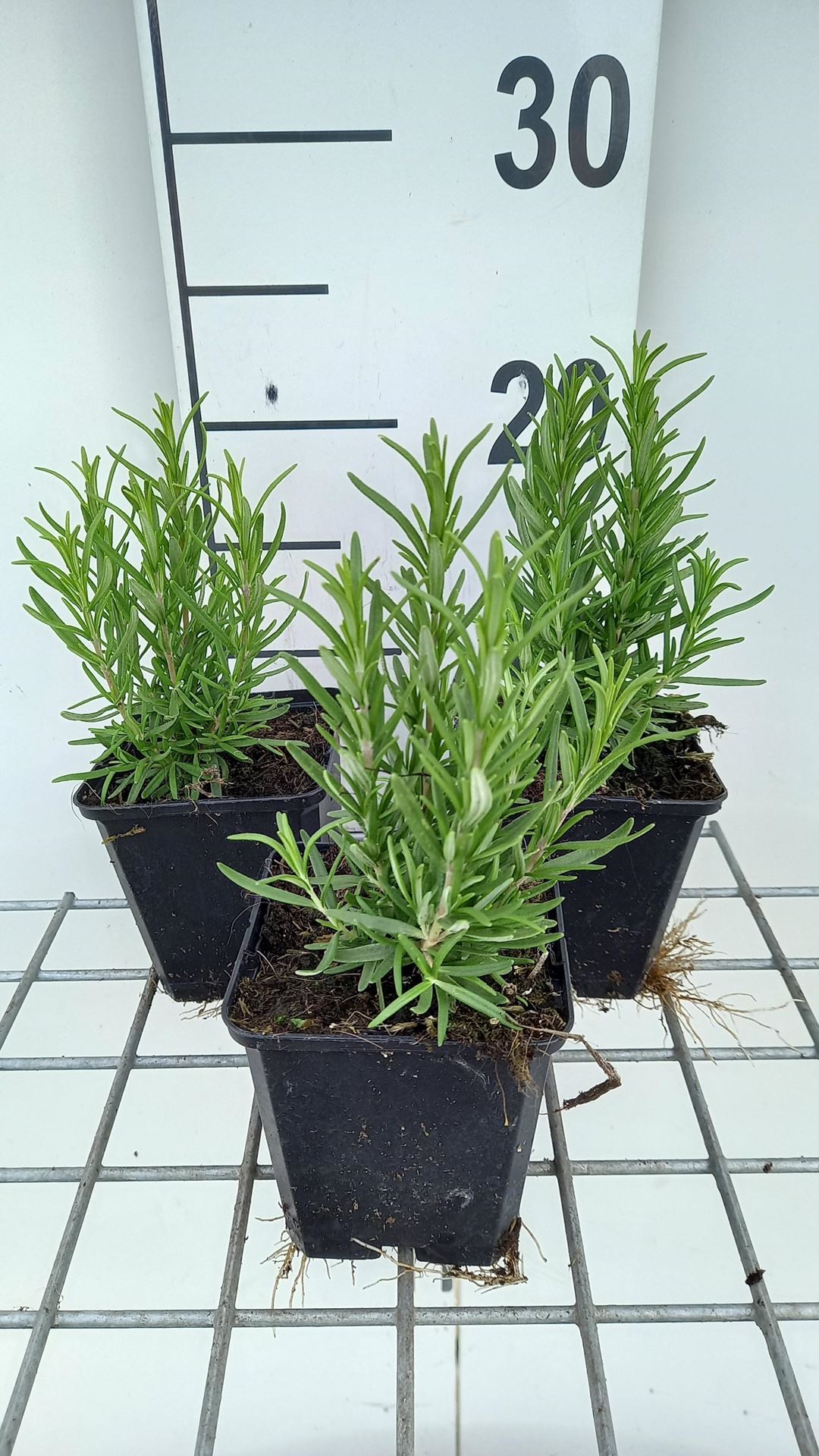 Rozemarijn - pot 9x9 cm (Rosmarinus officinalis) - Rozemarijn afbeelding
