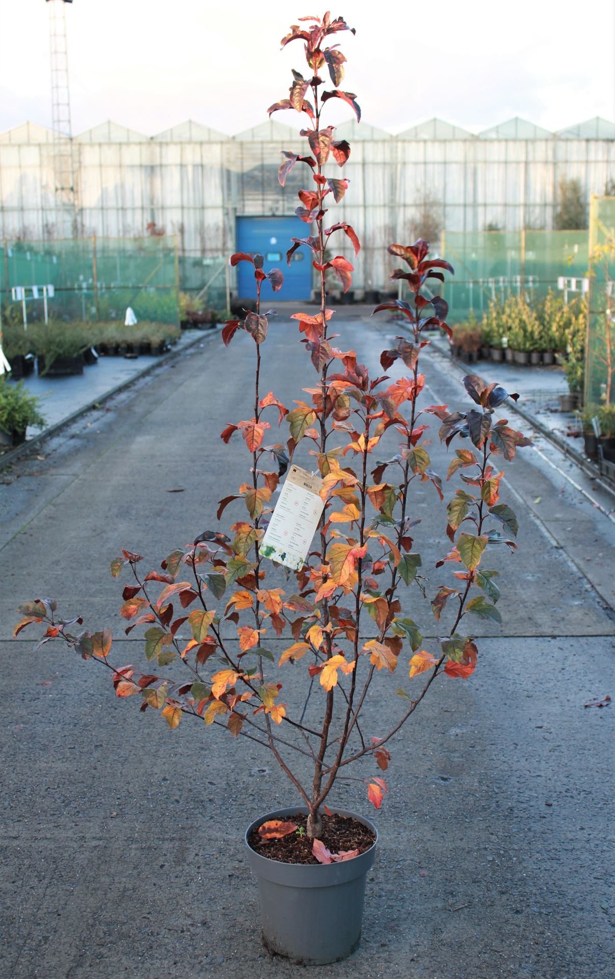 Malus toringo'Scarlett'- pot 12L - 100-125 cm afbeelding