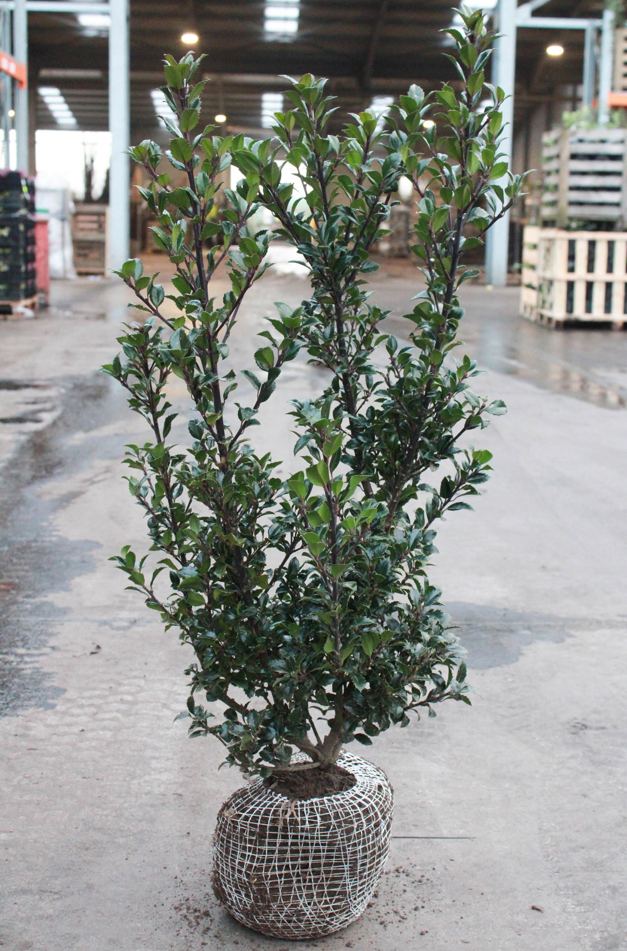 Ilex x meserveae'Hecken Star'- aardekluit - 80-100 cm afbeelding