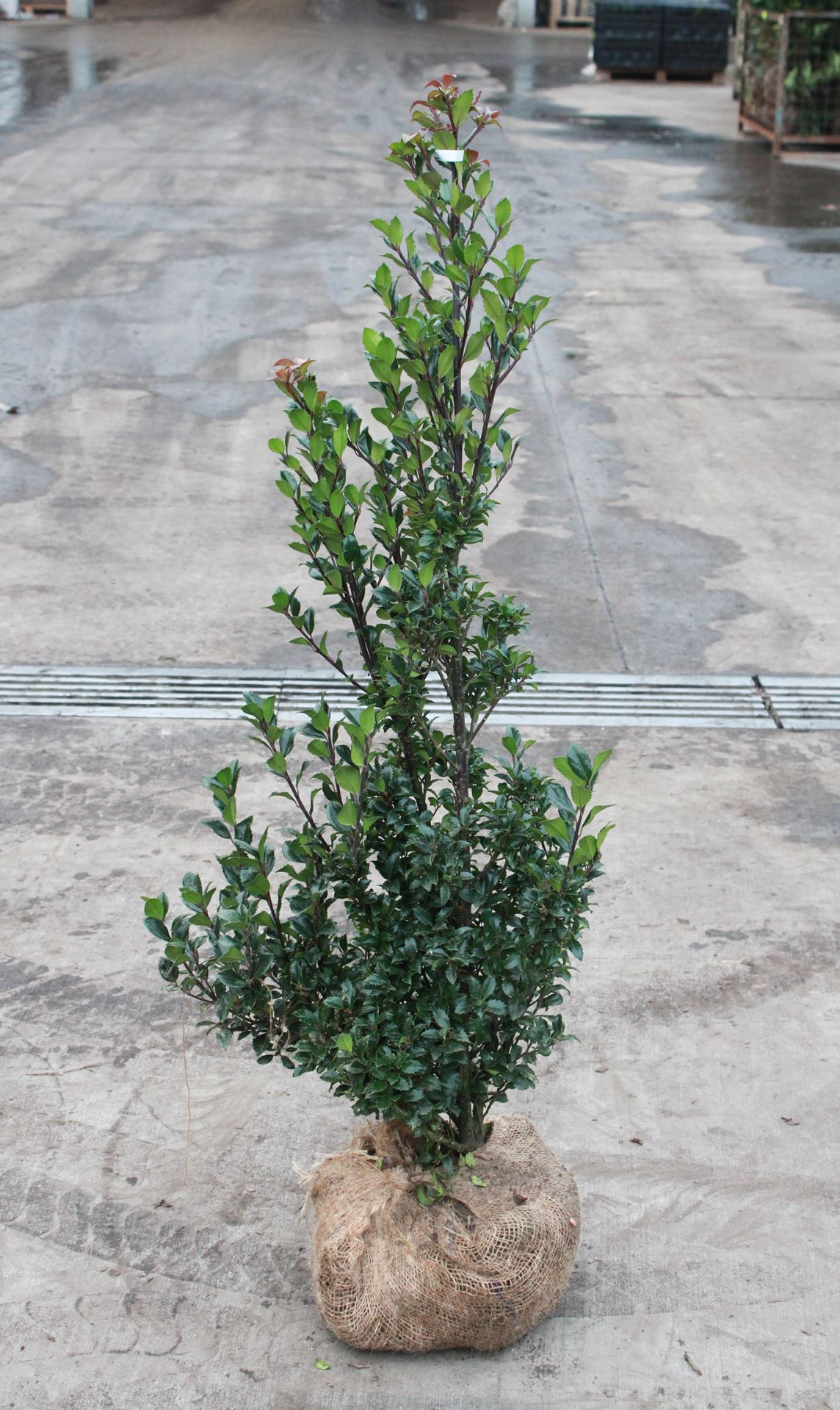 Ilex x meserveae'Heckenstar'- aardekluit - 100-125 cm afbeelding