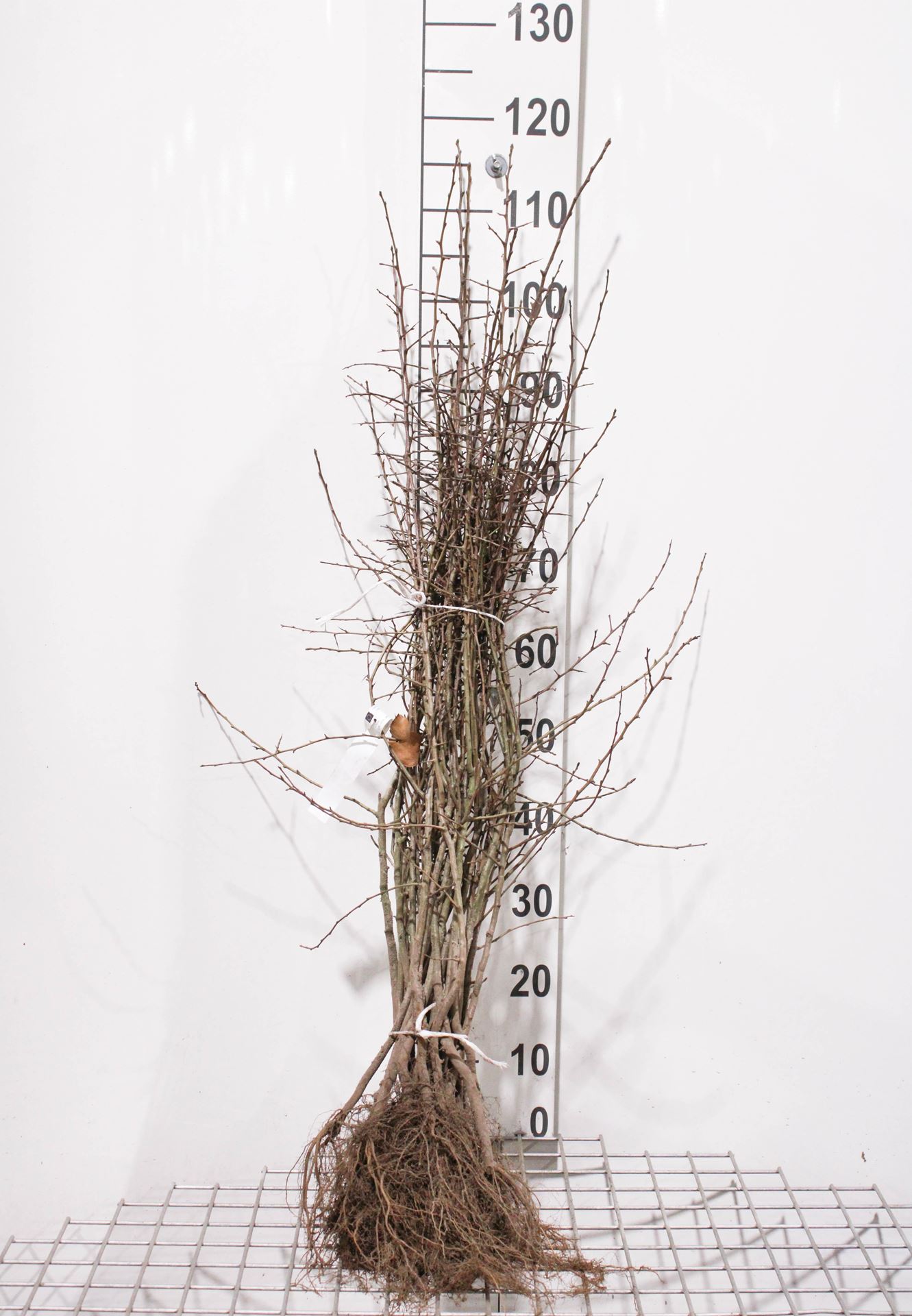 Pyrus pyraster - blote wortel - 50-80 cm afbeelding