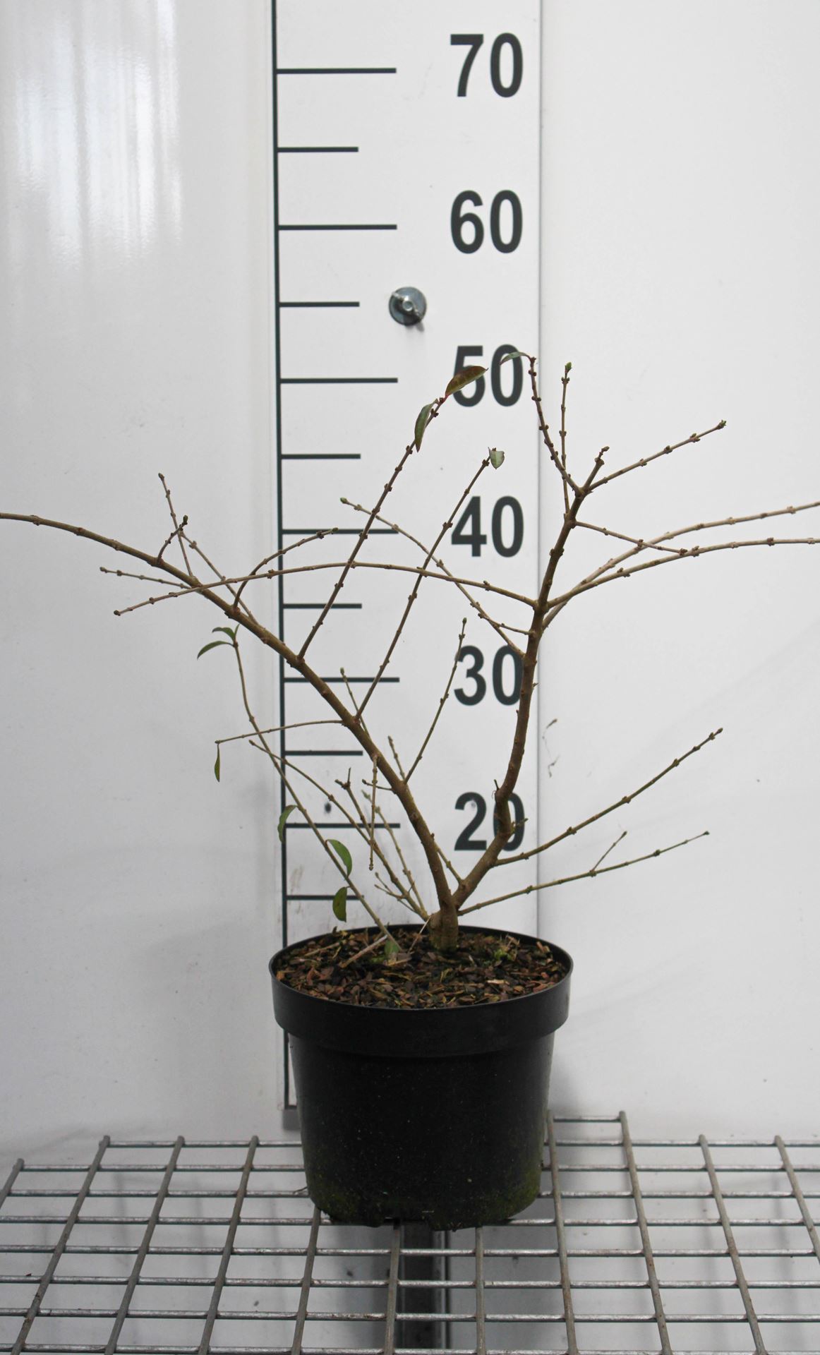 Ligustrum obtusifolium 'Massif' - pot - 25-30 cm