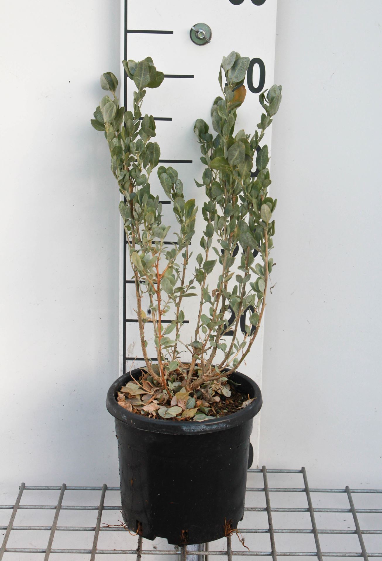 Atriplex halimus - pot - 30-40 cm -