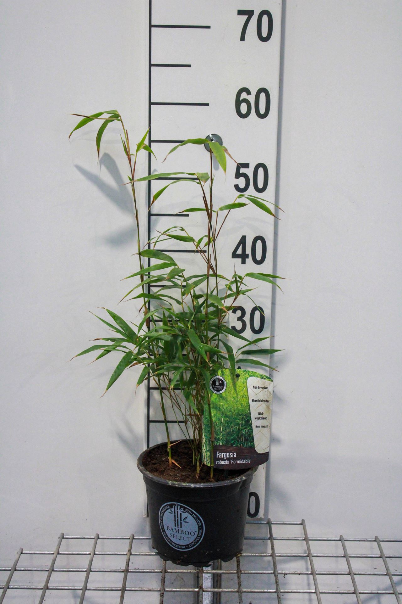 Fargesia robusta'Formidable'- pot 2L - 40-50 cm afbeelding