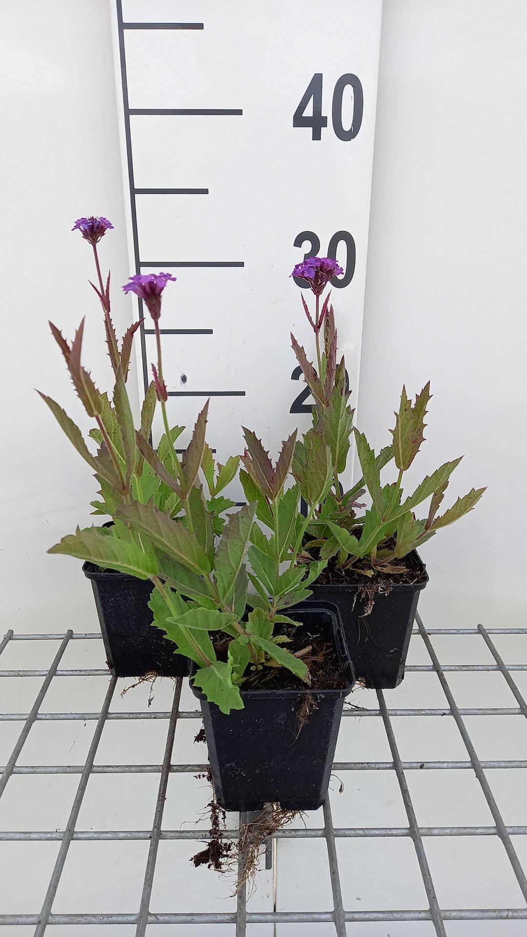 Verbena rigida - pot 9x9 cm - Hoofdjesverbena afbeelding