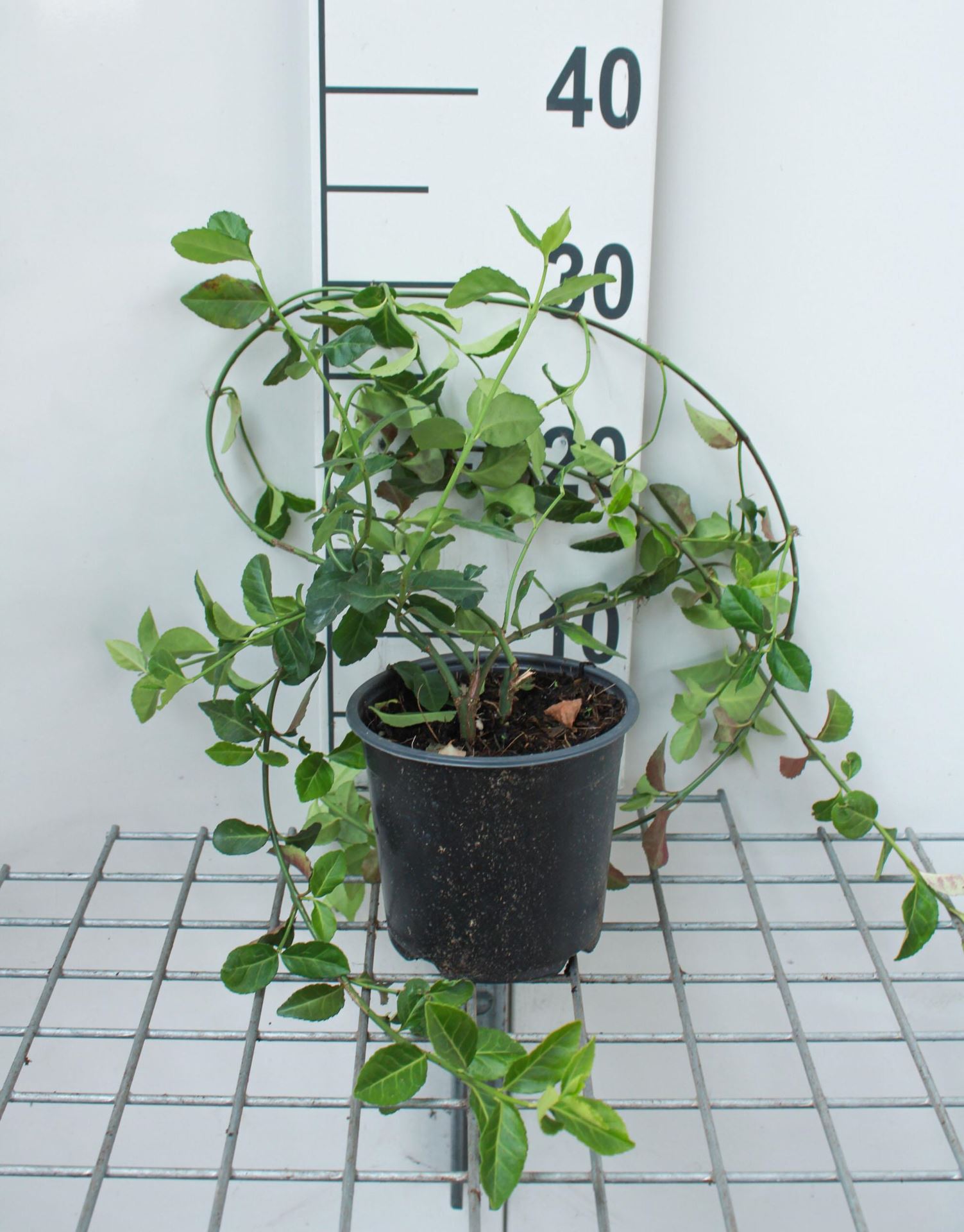 Euonymus fortunei'Coloratus'- pot - 20-30 cm afbeelding