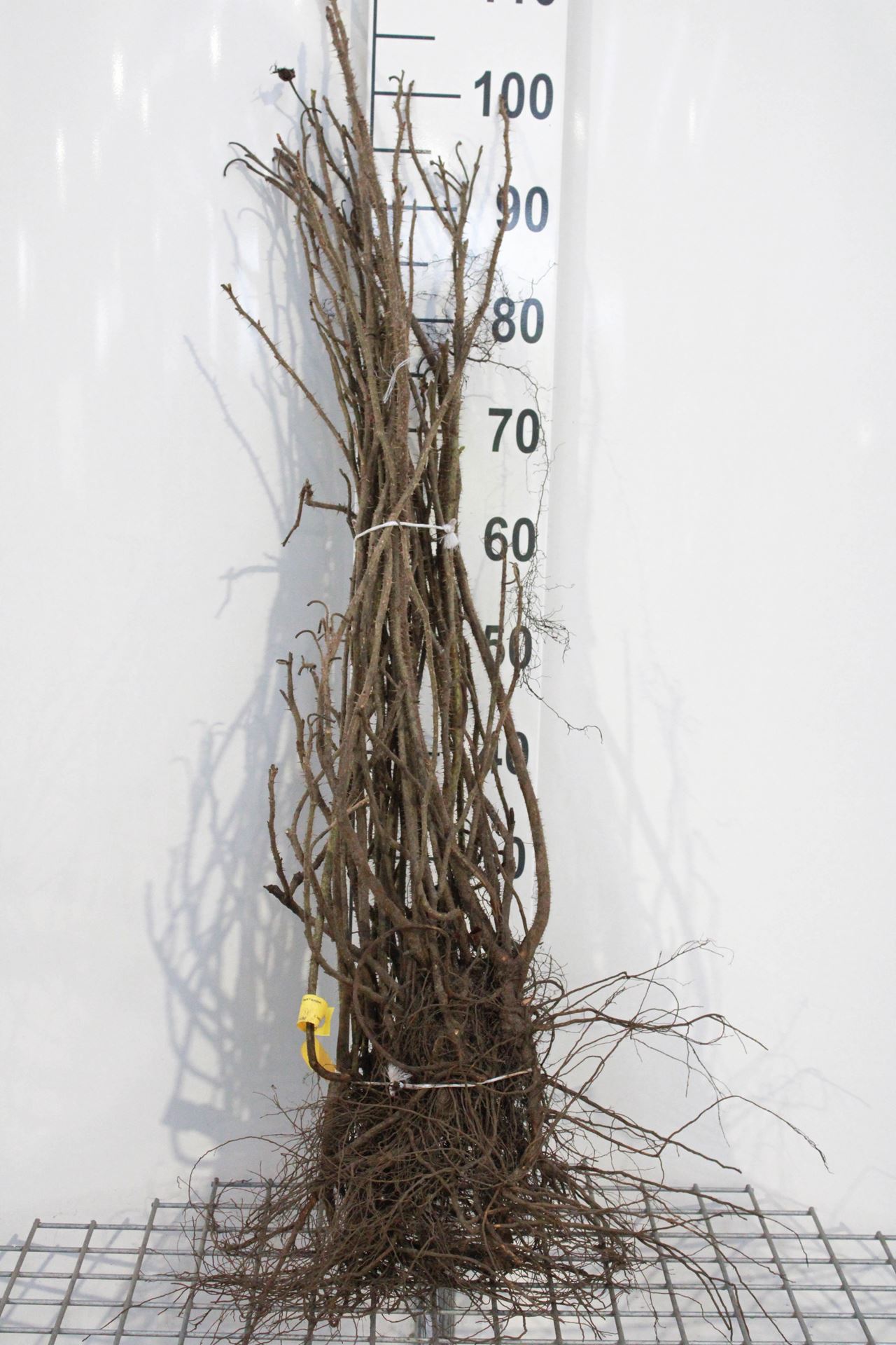 Rosa rugosa - blote wortel - 60-90 cm - 3-5 takken afbeelding