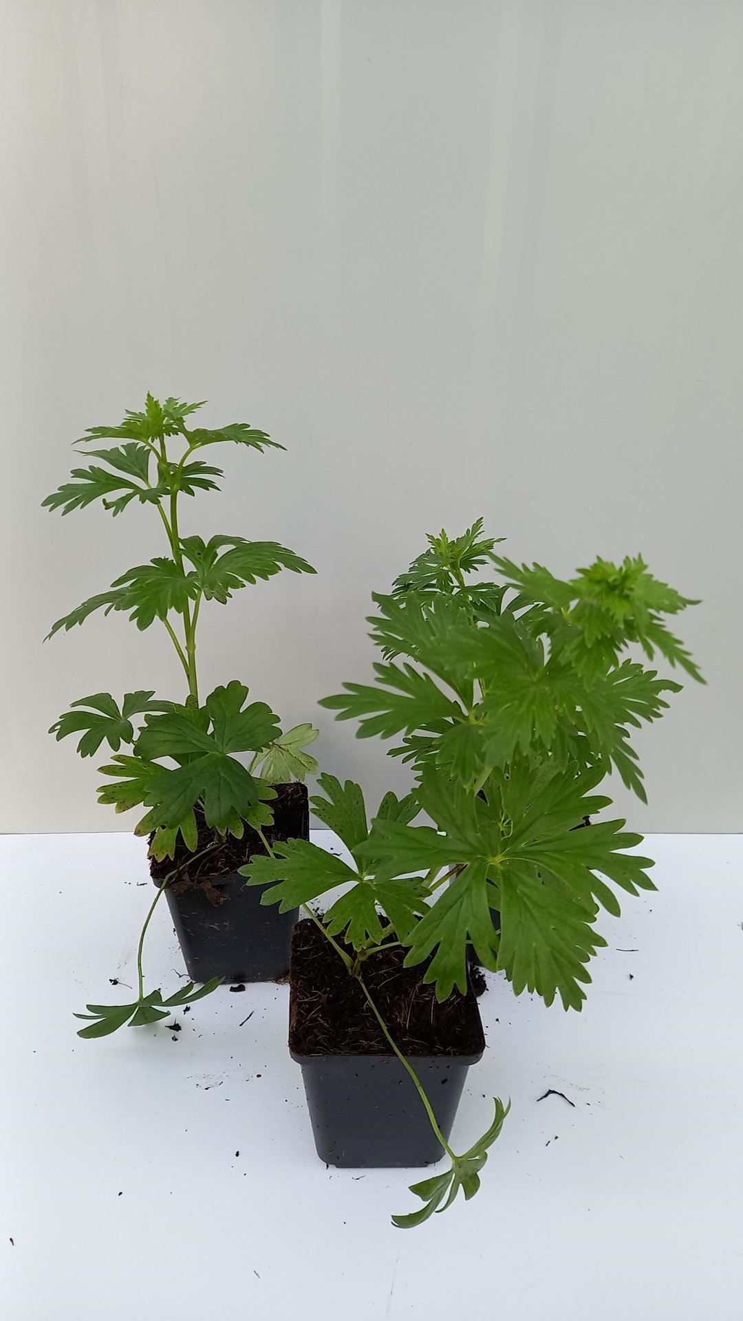 Aconitum x cammarum'Bicolor'- pot 9x9 cm - Monnikskap afbeelding