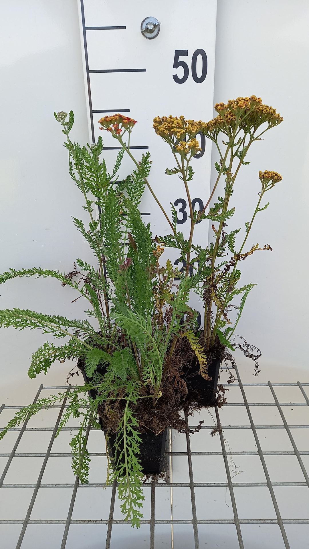 Achillea'Feuerland'- pot 9x9 cm afbeelding