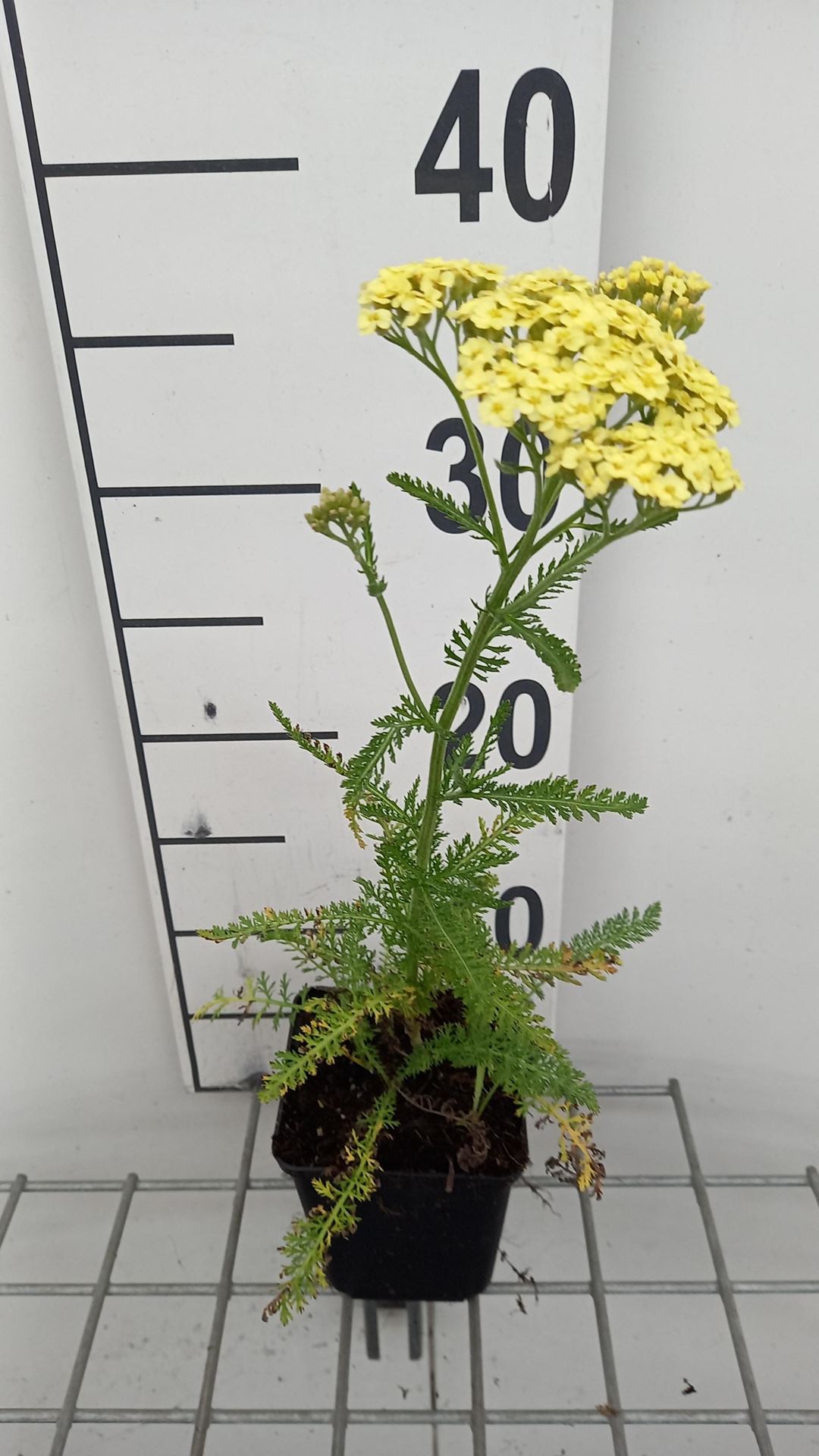 Achillea millefolium'Sunny Seduction'- pot 9x9 cm afbeelding