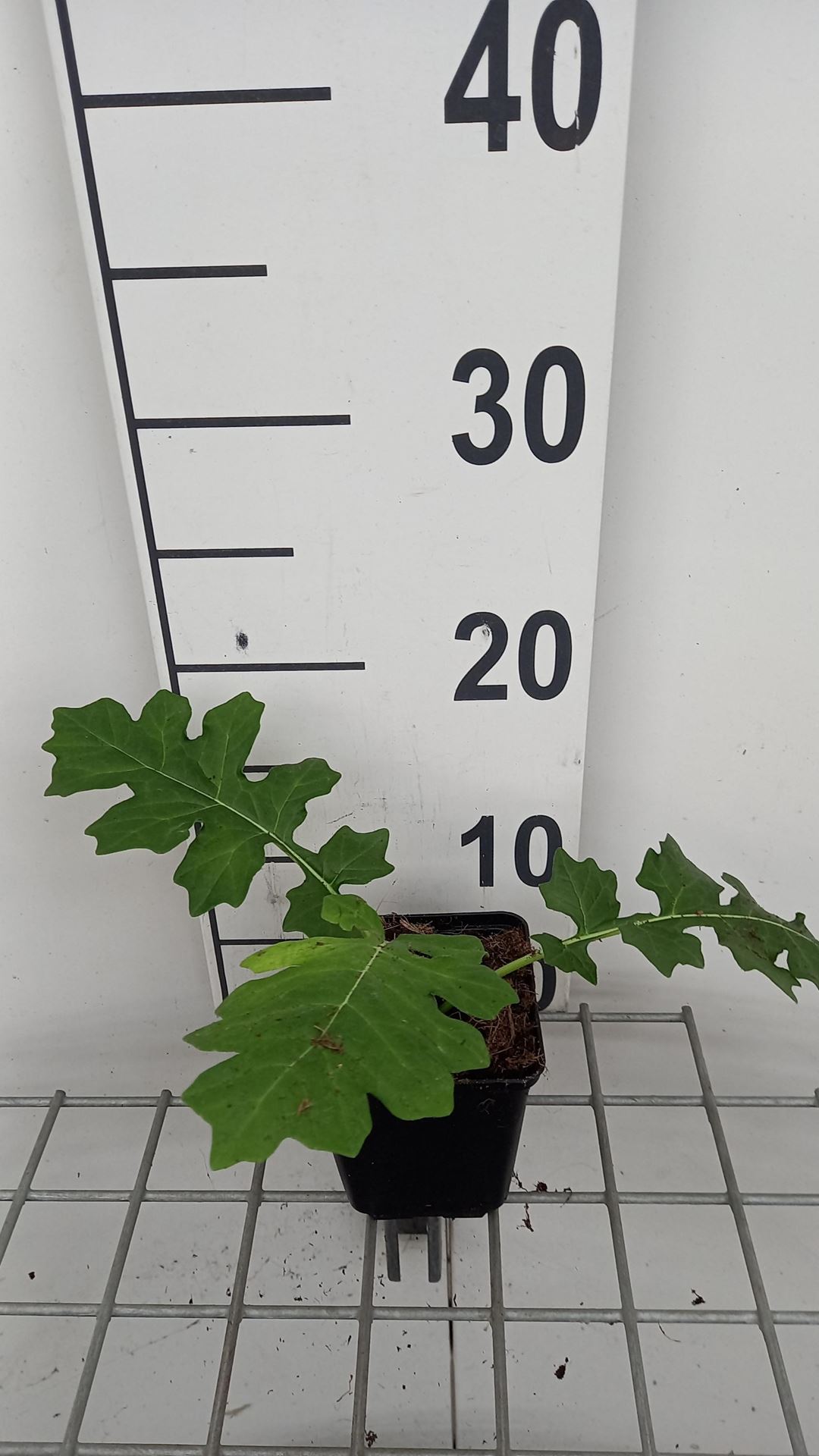 Acanthus hungaricus - pot 9x9 cm afbeelding