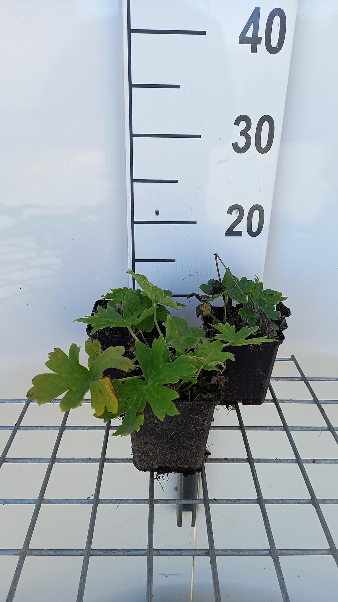 Aconitum lamarckii - pot 9x9 cm afbeelding