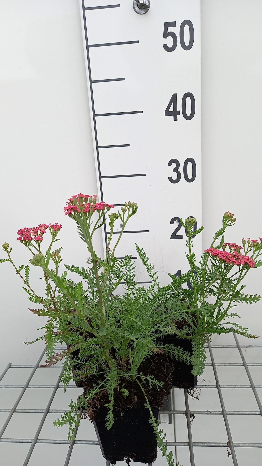 Achillea millefolium 'Apricot Delight' - pot 9x9 cm