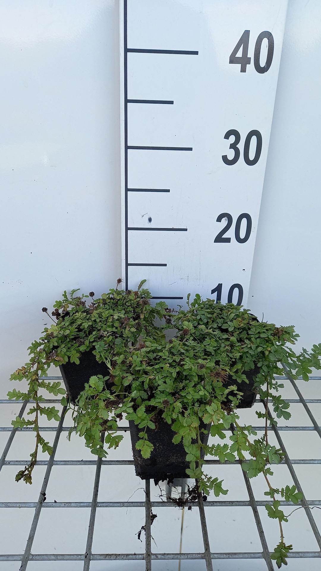 Acaena magellanica - pot 9x9 cm afbeelding