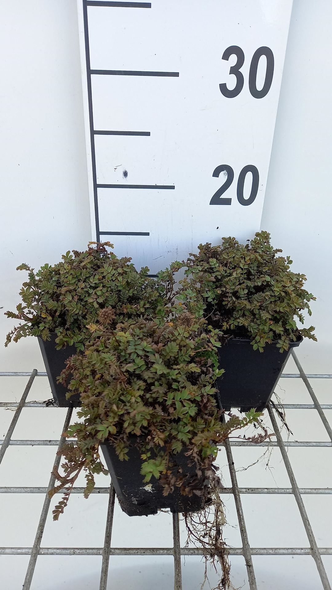 Acaena microphylla'Dichte Matte'- pot 9x9 cm afbeelding
