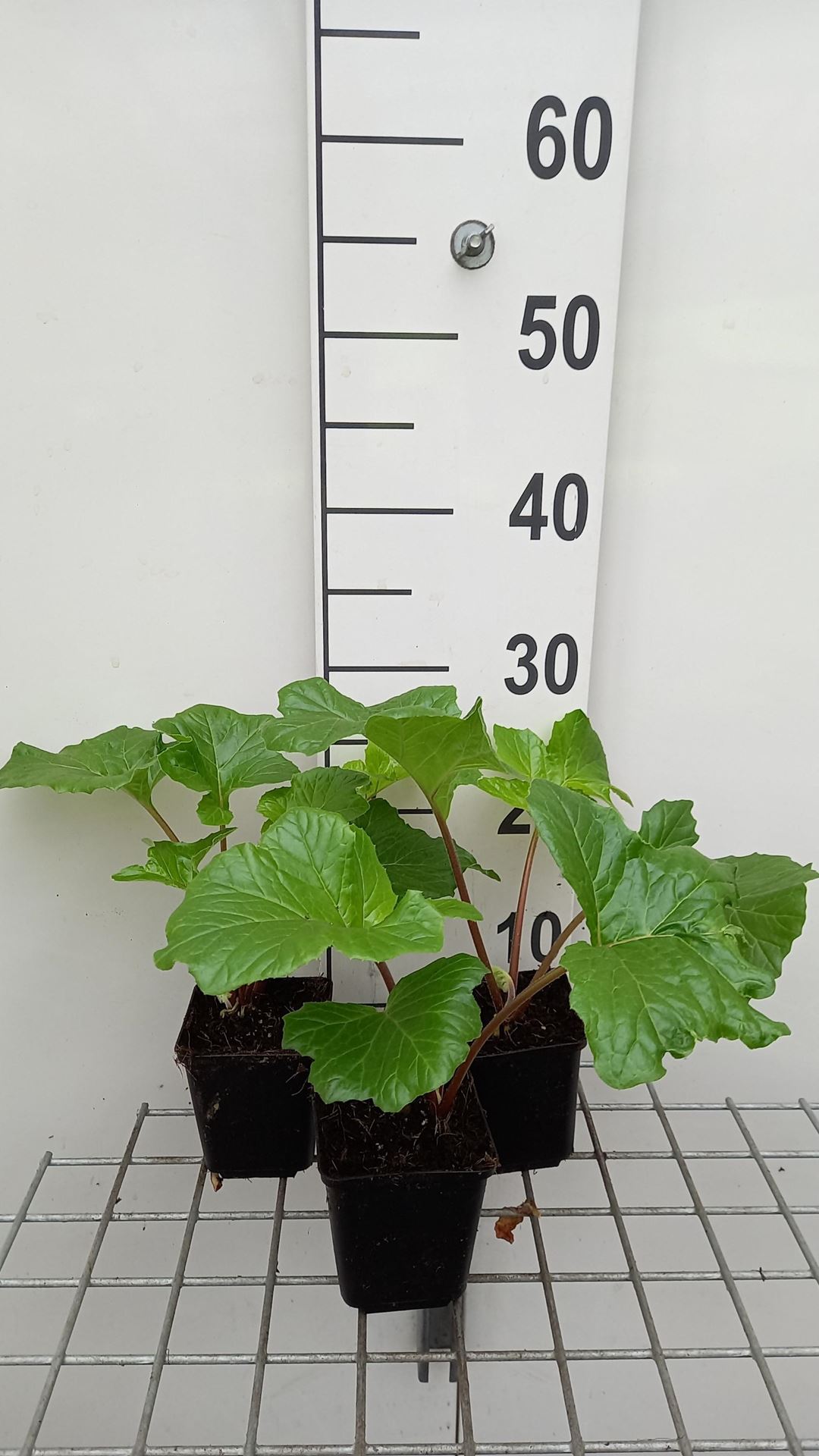 Acanthus mollis'Hollard's Gold'- pot 9x9 cm afbeelding