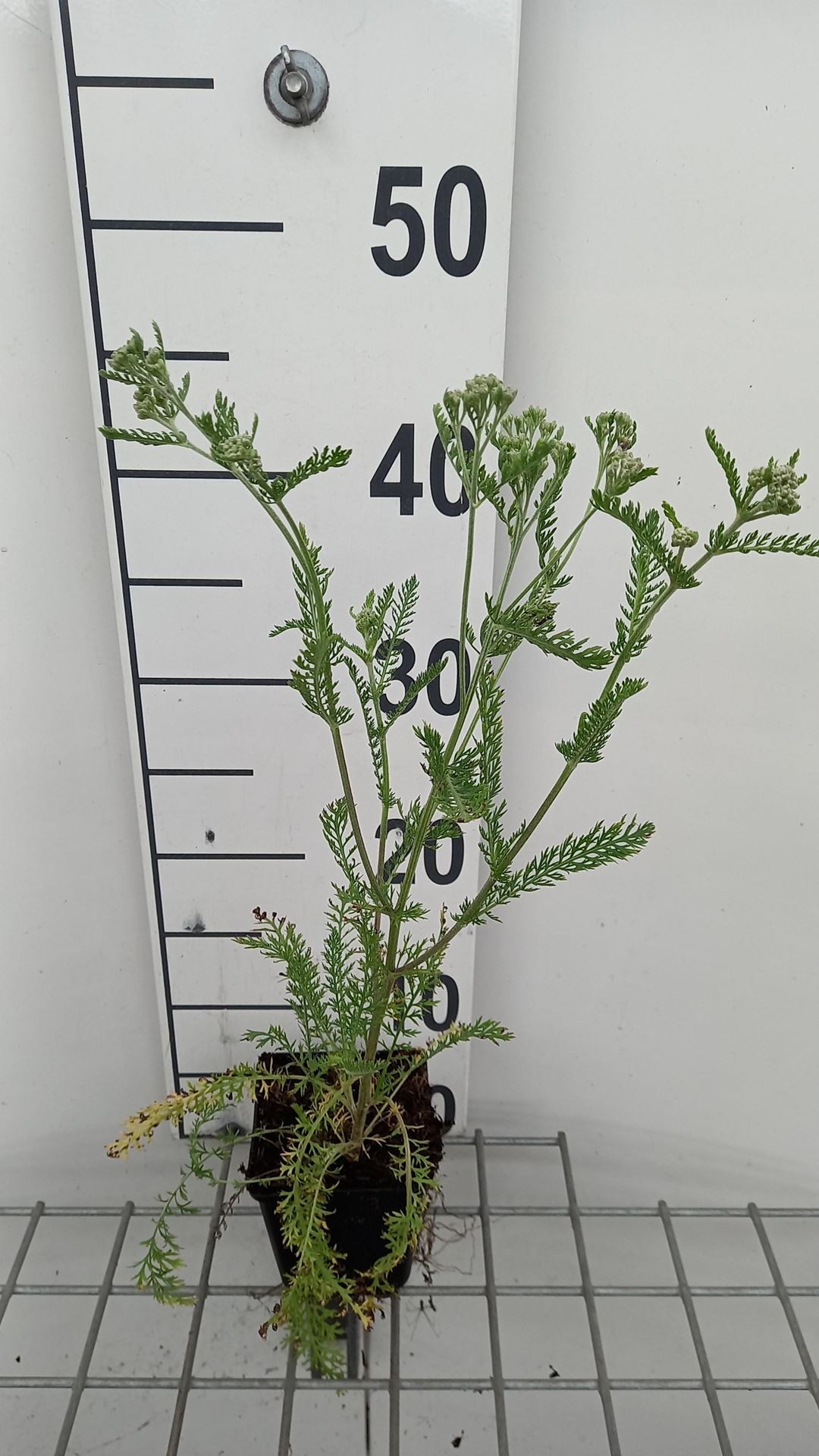 Achillea millefolium'Red Beauty'- pot 9x9 cm afbeelding