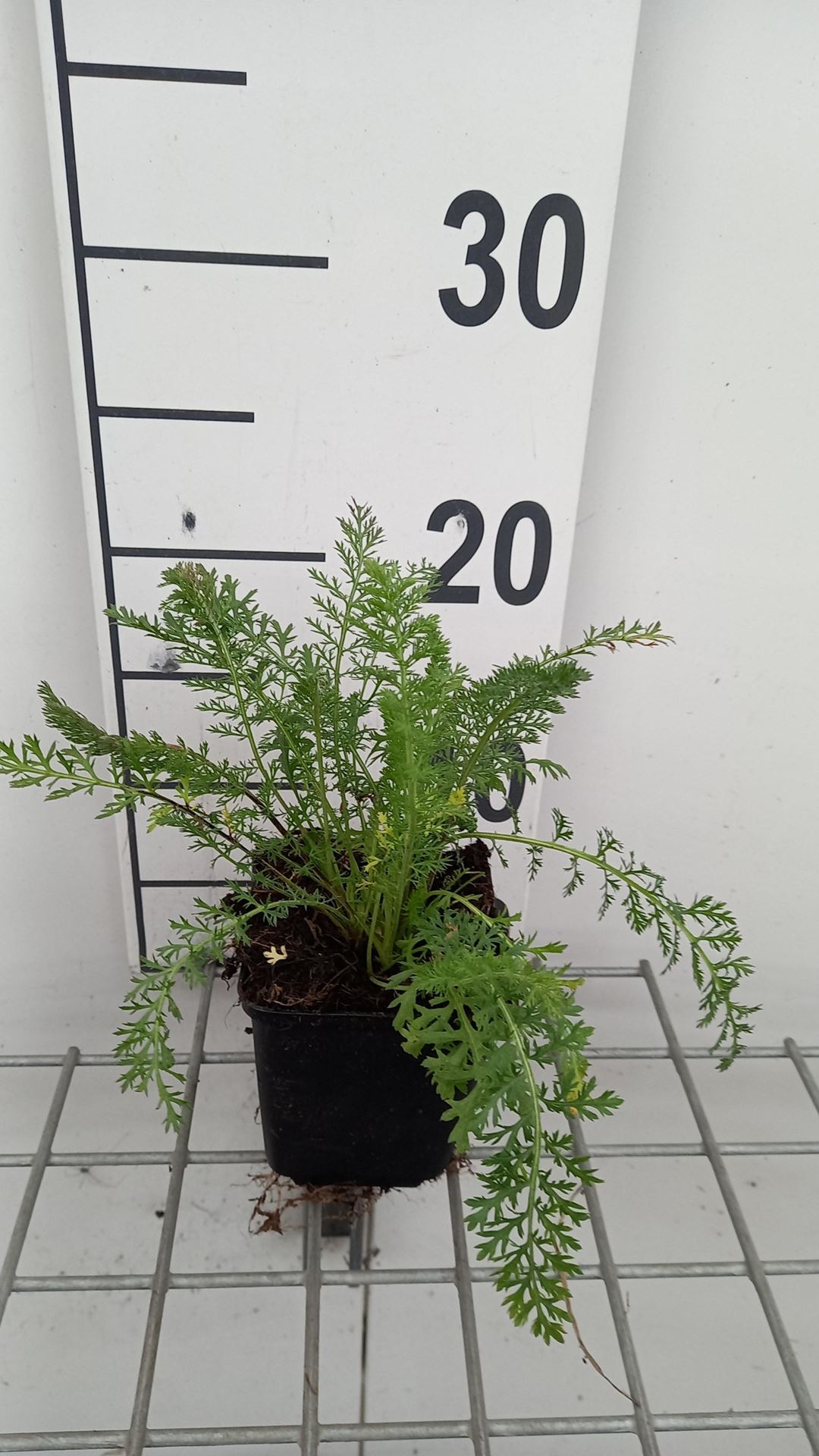Achillea'Summer Pastels'- pot 9x9 cm - Duizendblad afbeelding