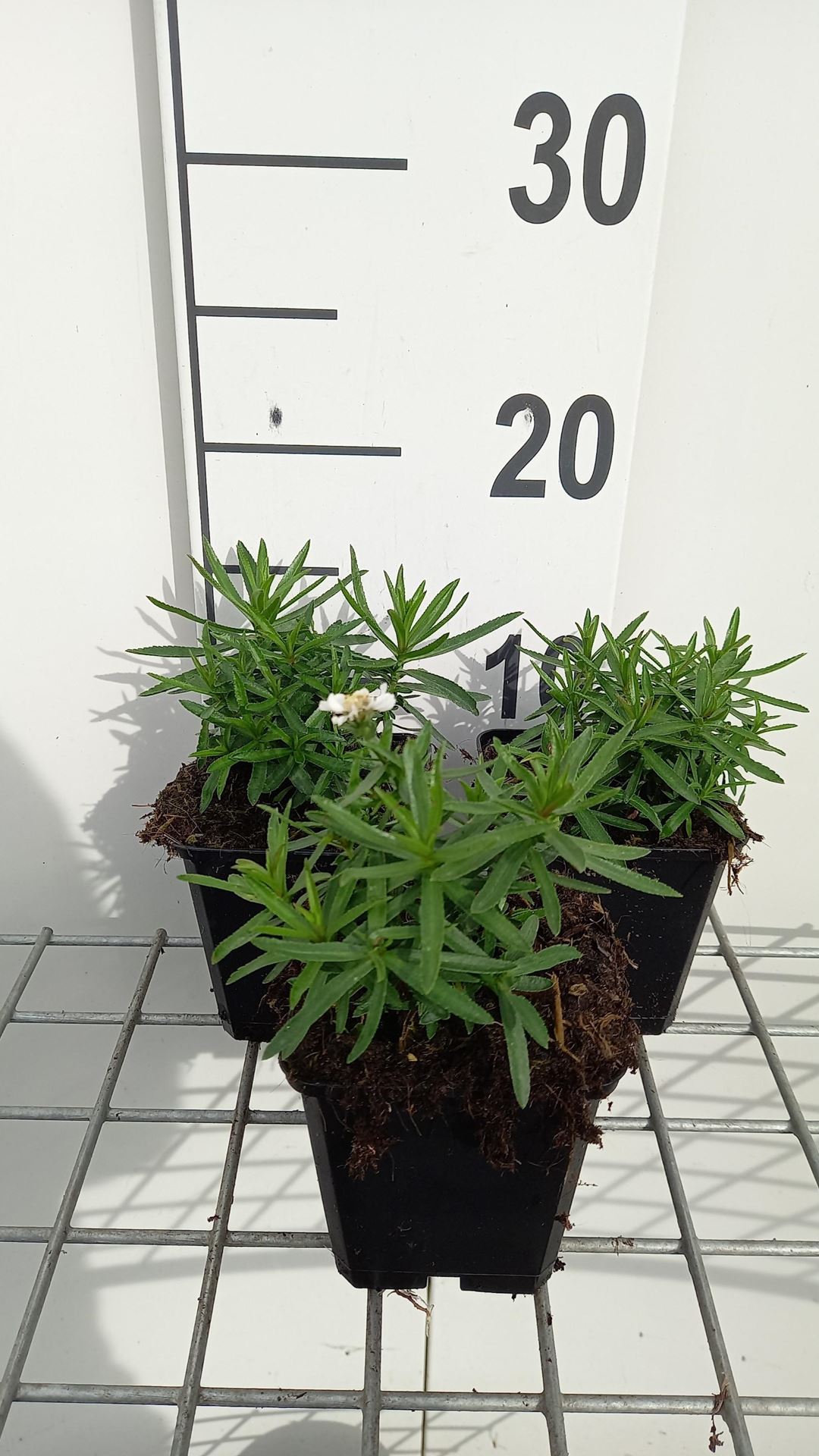 Achillea ptarmica'Nana Compacta'- pot 9x9 cm afbeelding