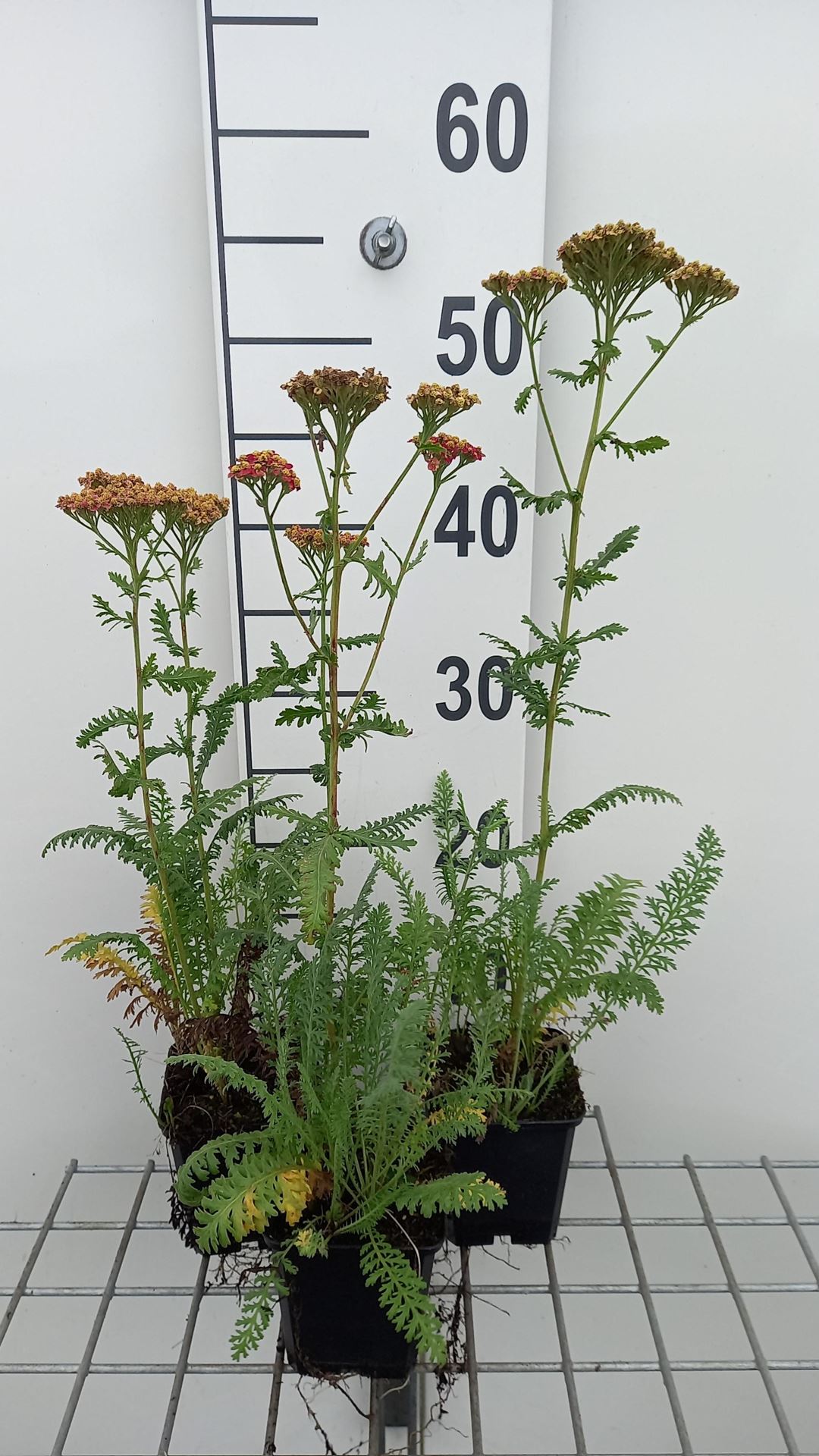 Achillea'Safran'- pot 9x9 cm afbeelding