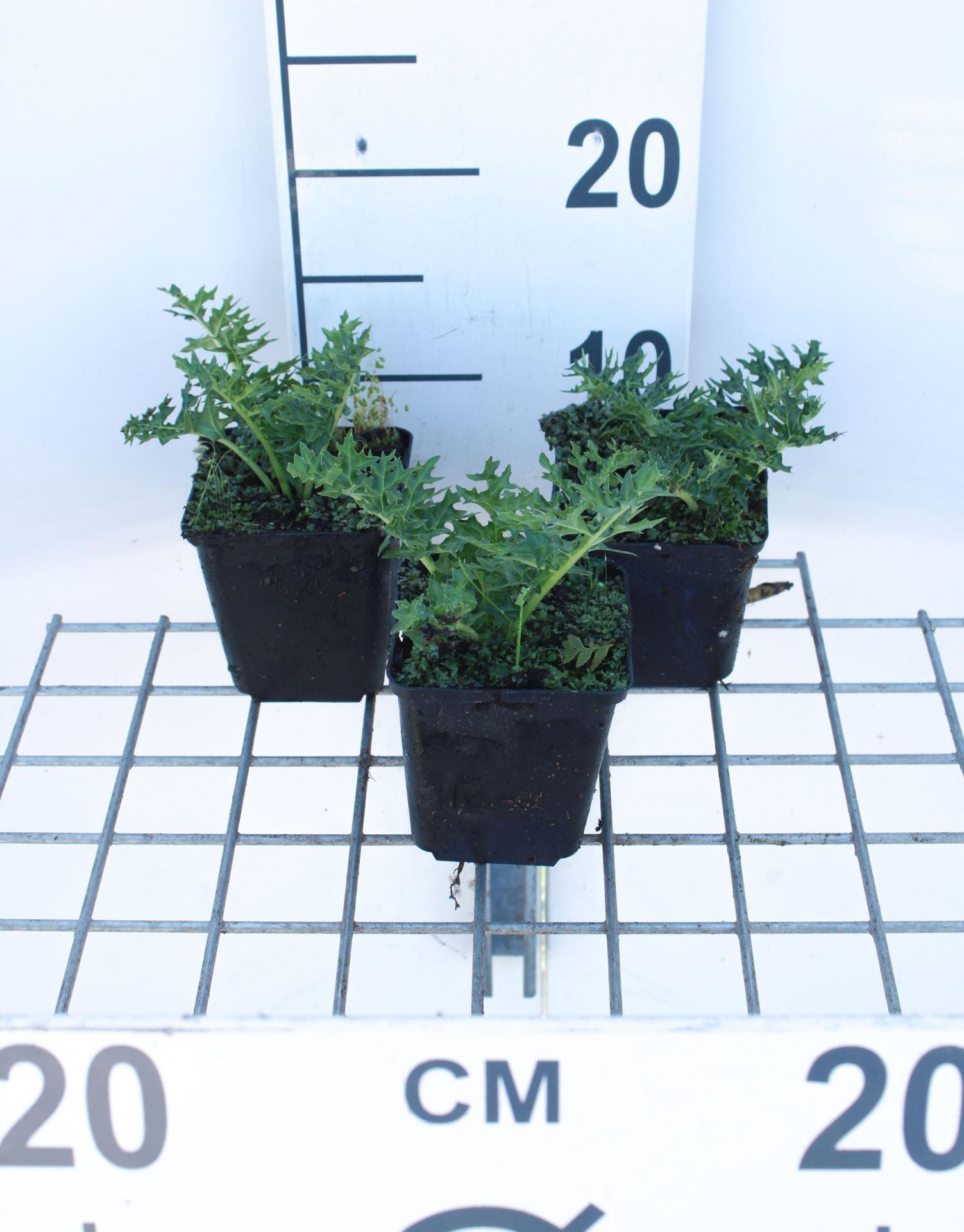 Acanthus spinosus - pot 9x9 cm afbeelding