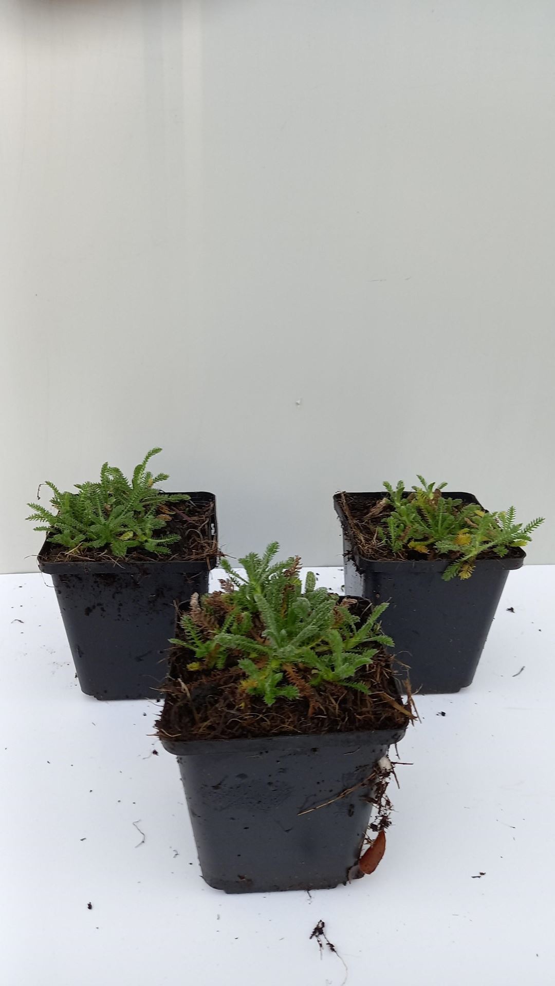 Achillea tomentosa'Aurea'- pot 9x9 cm afbeelding